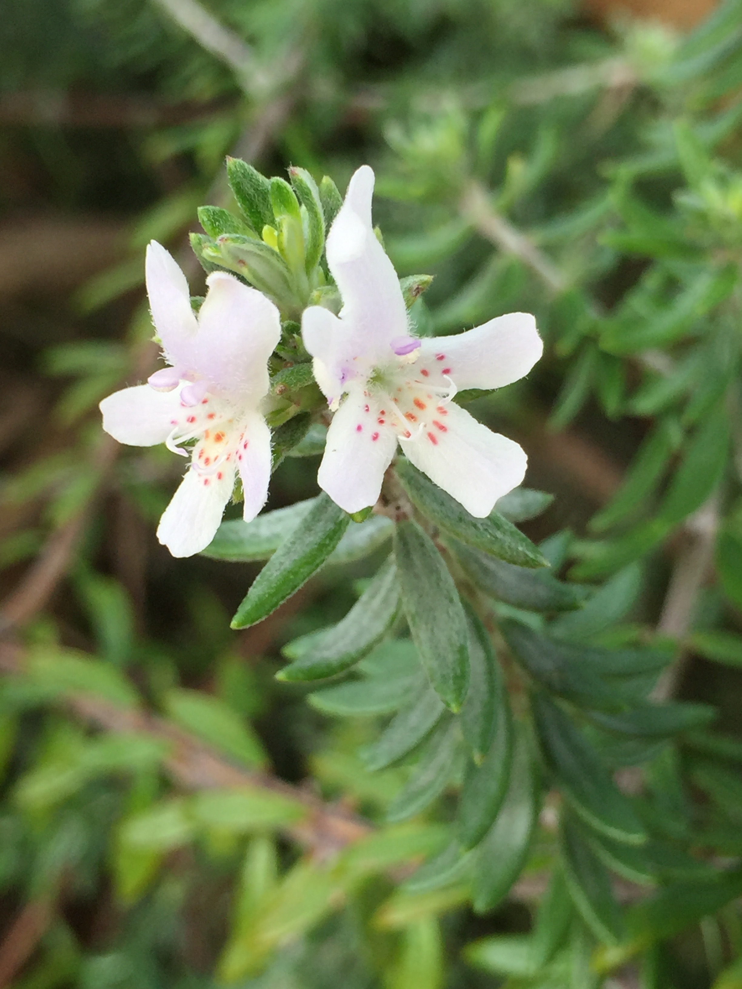 Westringia.