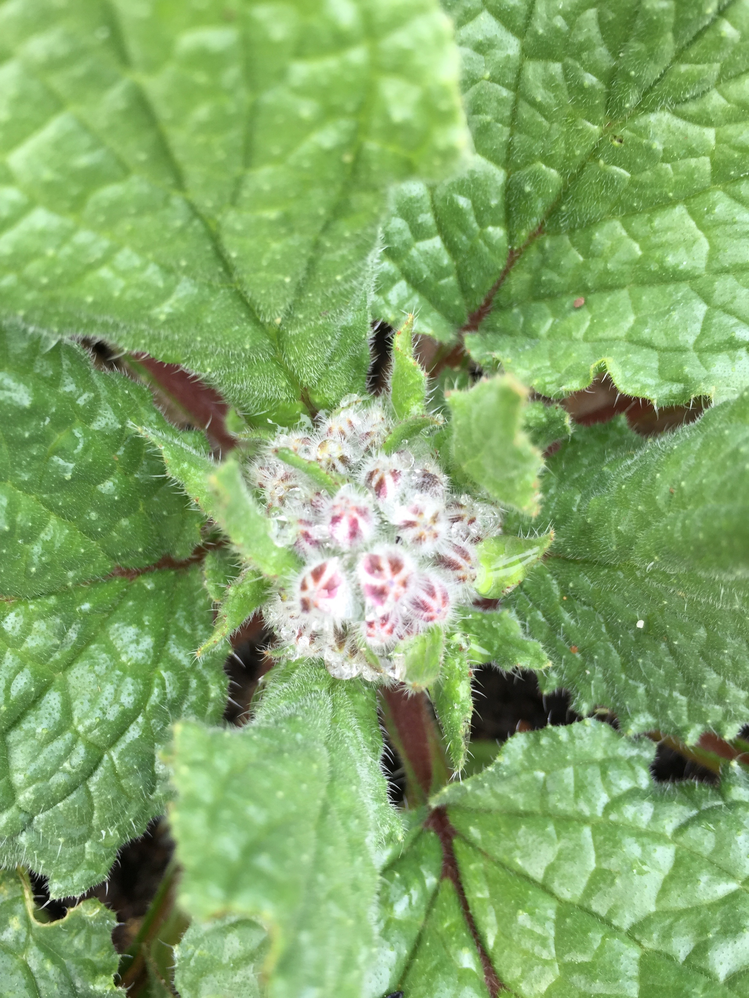 Borage buds.
