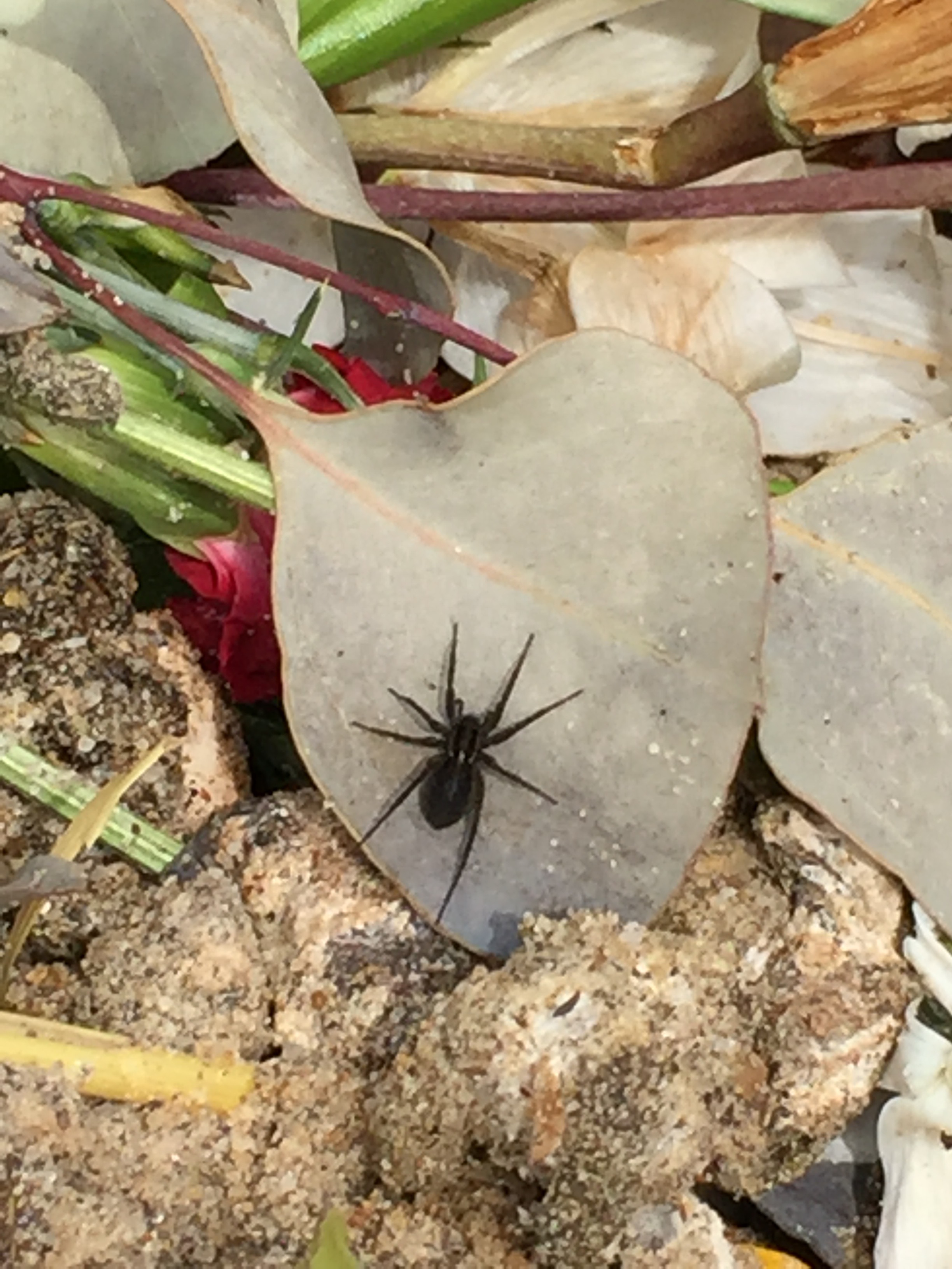 Spider in the compost.