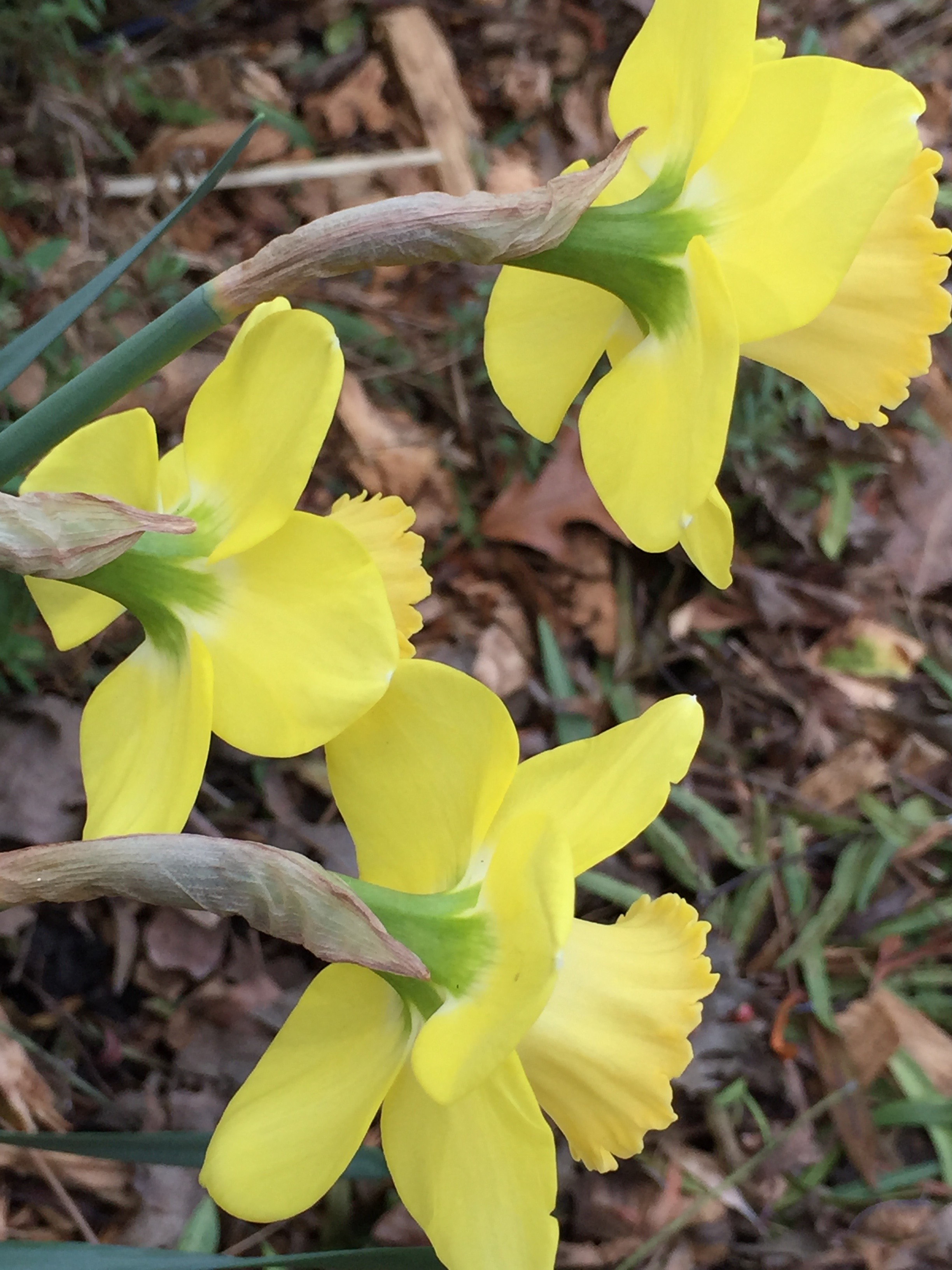 Daffodils.