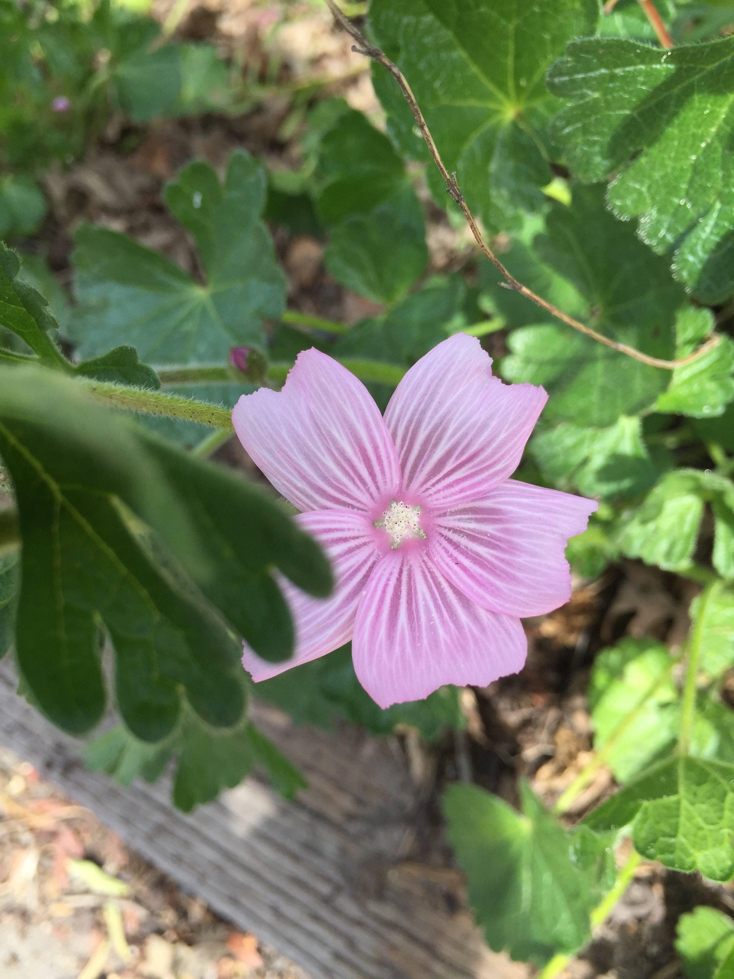 Mallow.