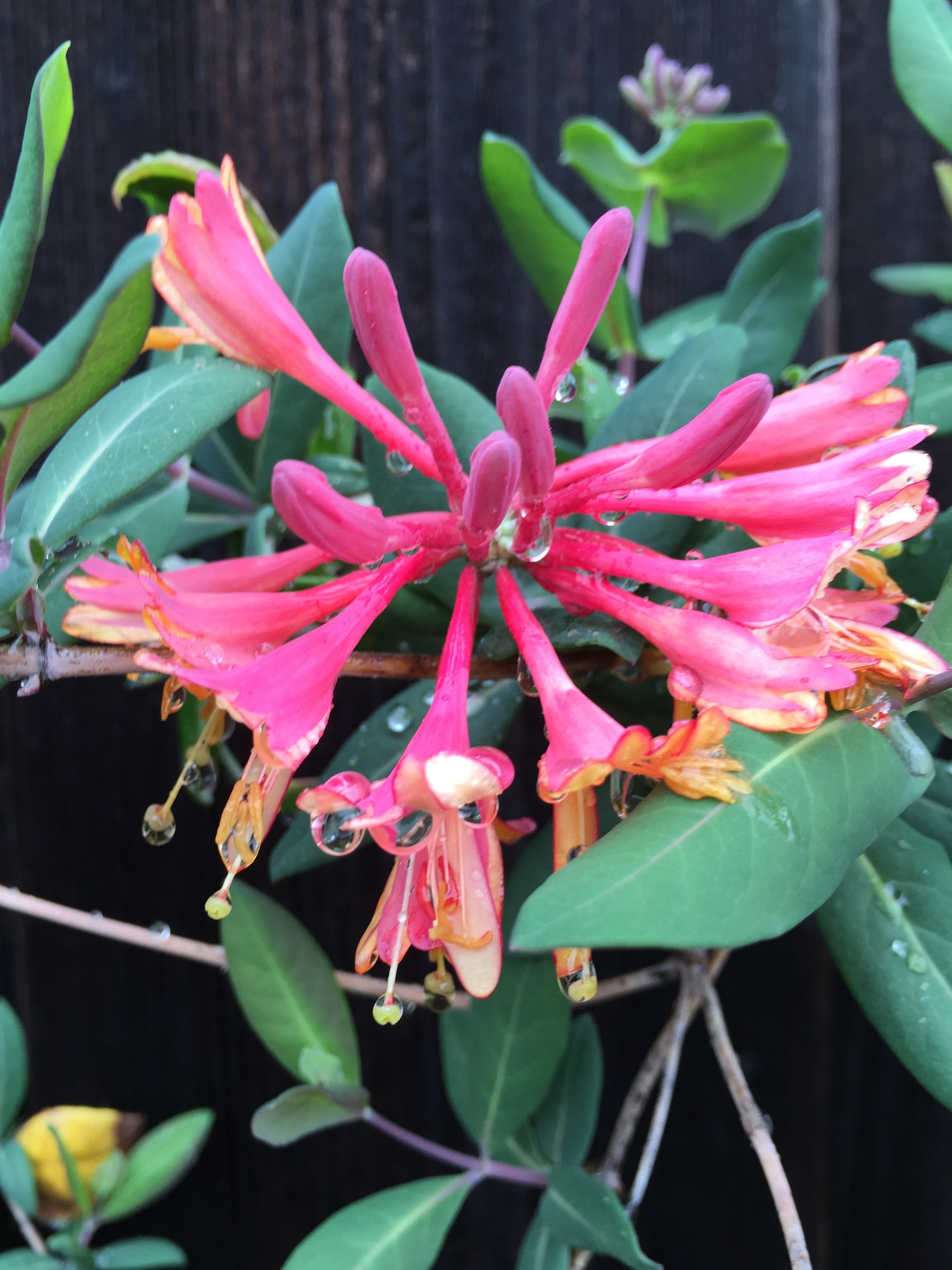 California Honeysuckle