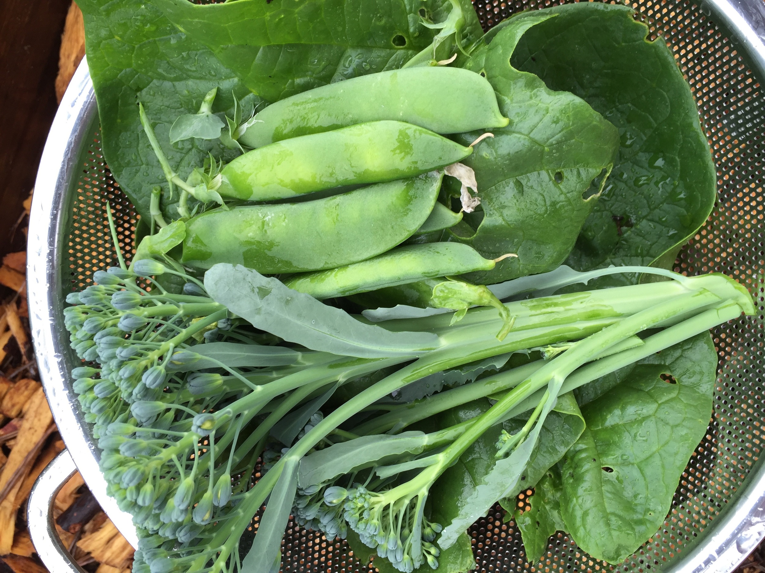 Spinach, Broccoli, Shelling Peas