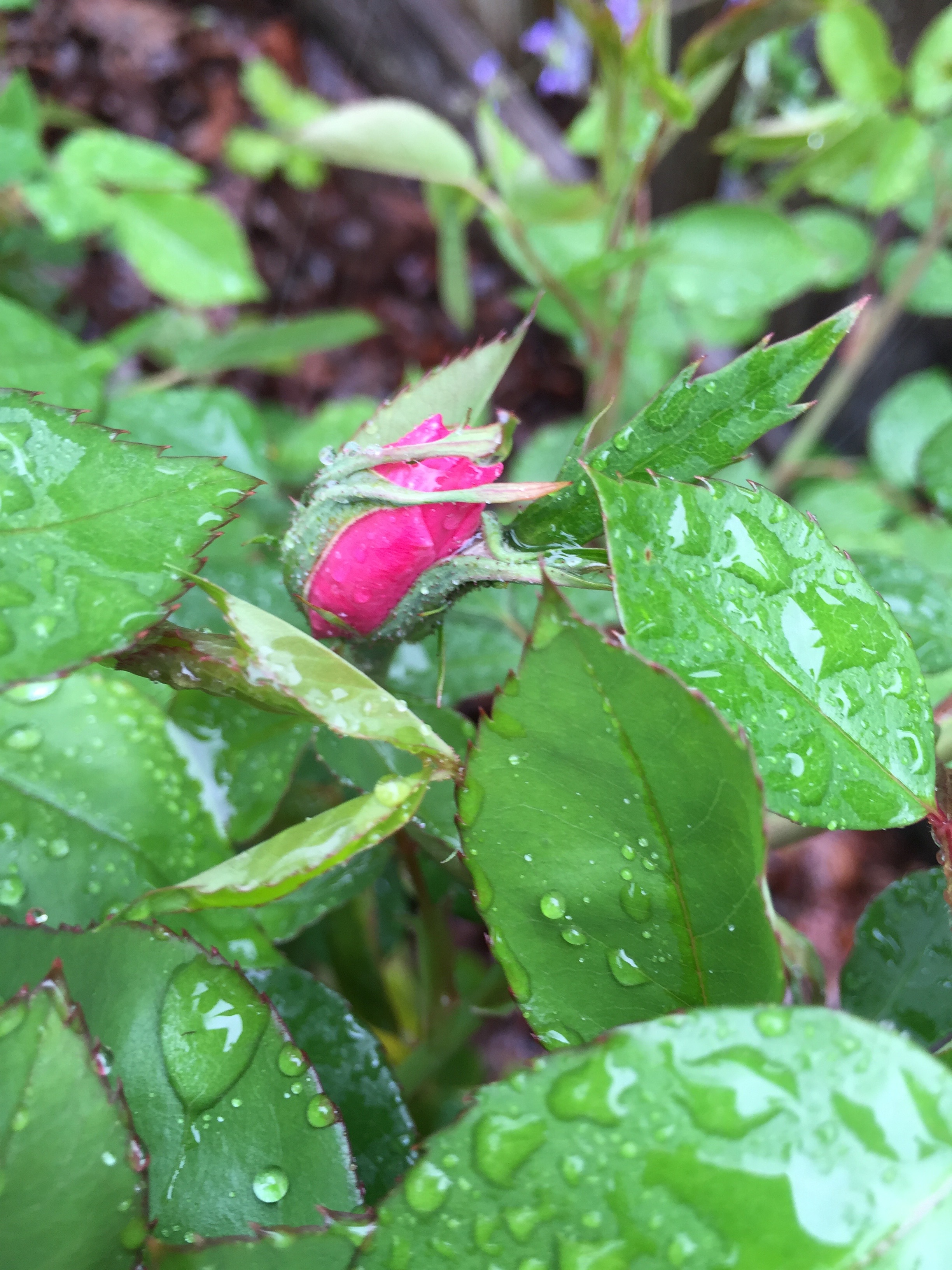 Old-Fashioned Rose