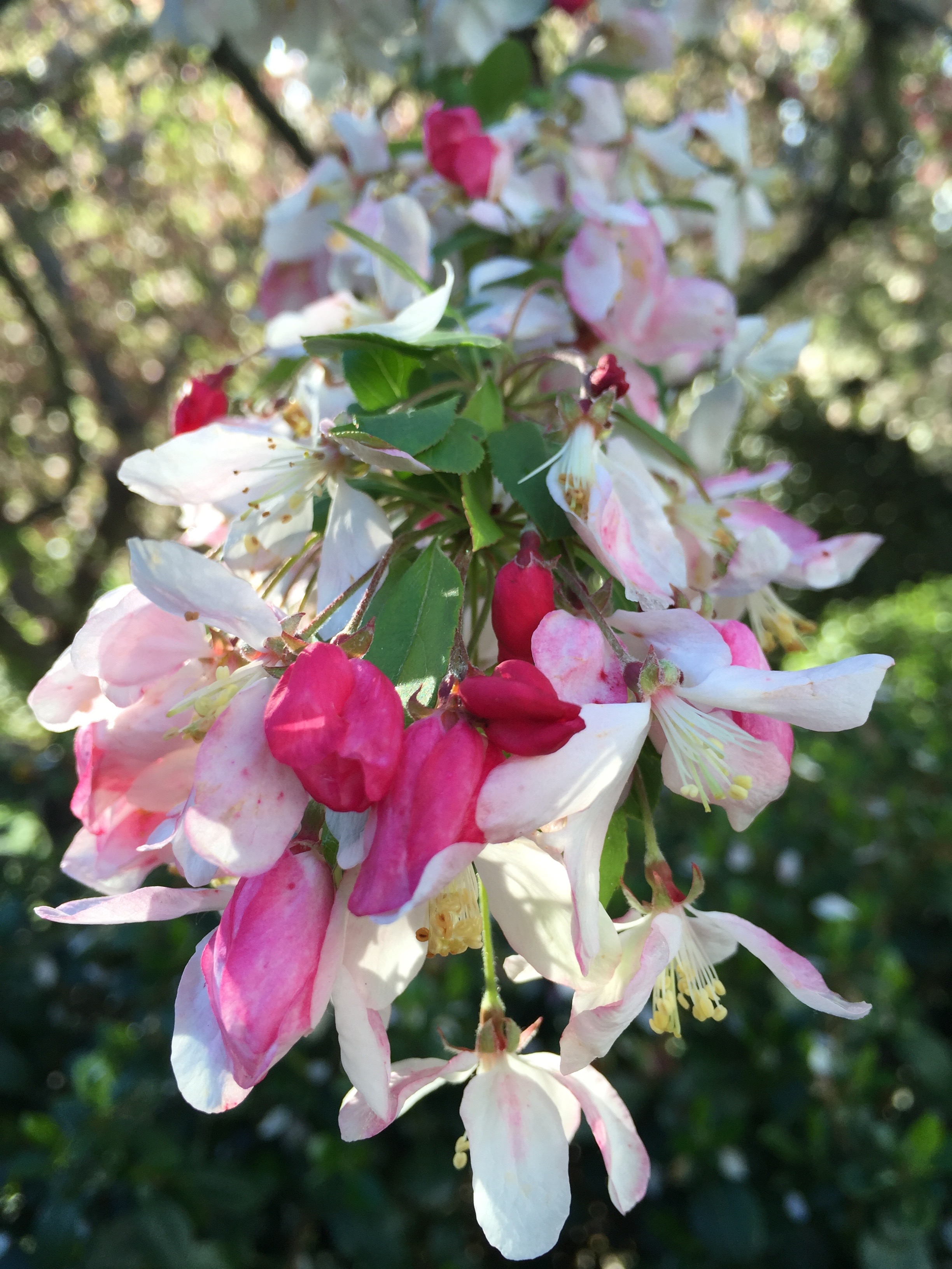 an ornamental apple tree in the farm's flower garden