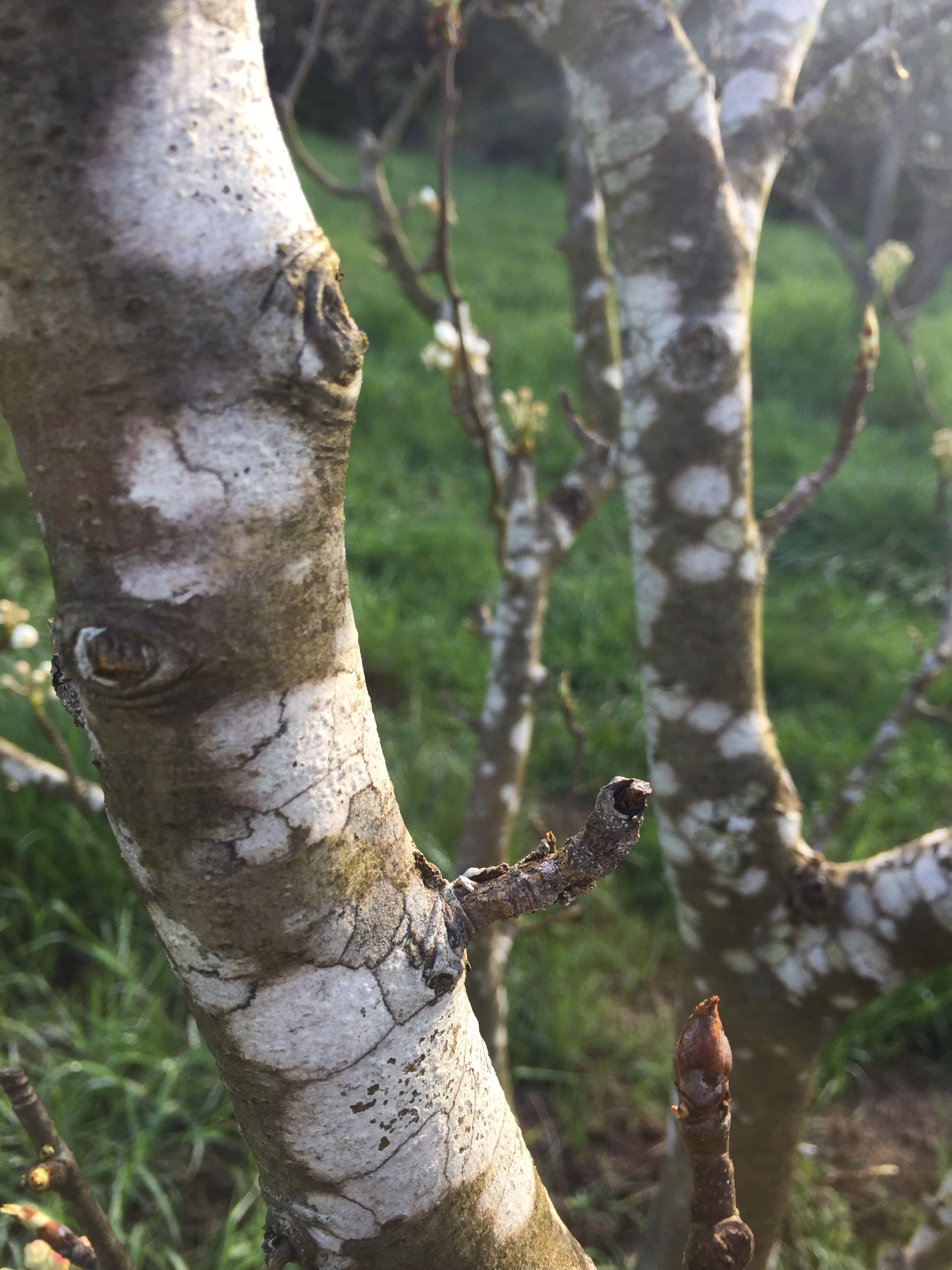 This apple tree seems to be looking back at us!
