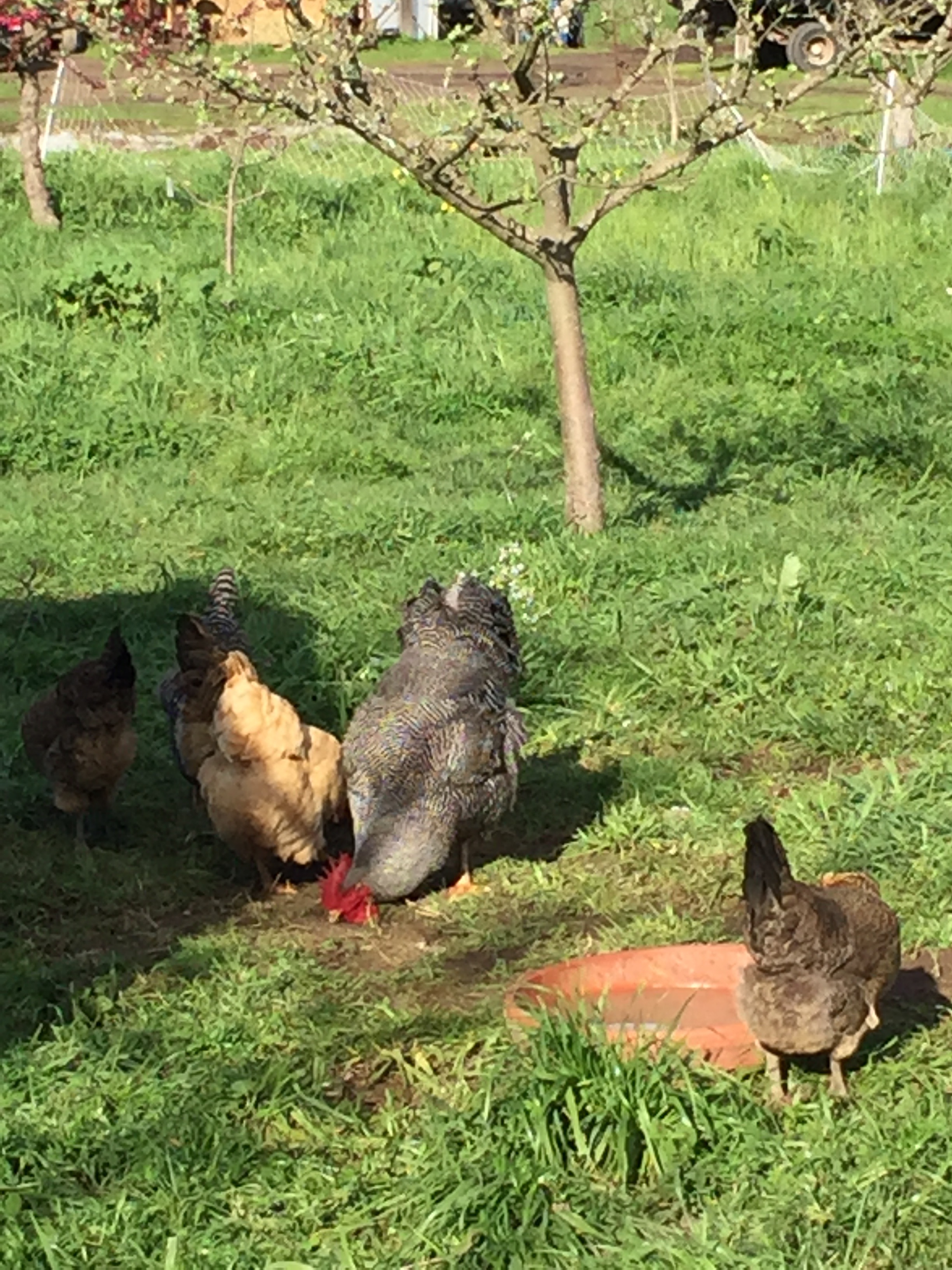 Happy chickens on the farm
