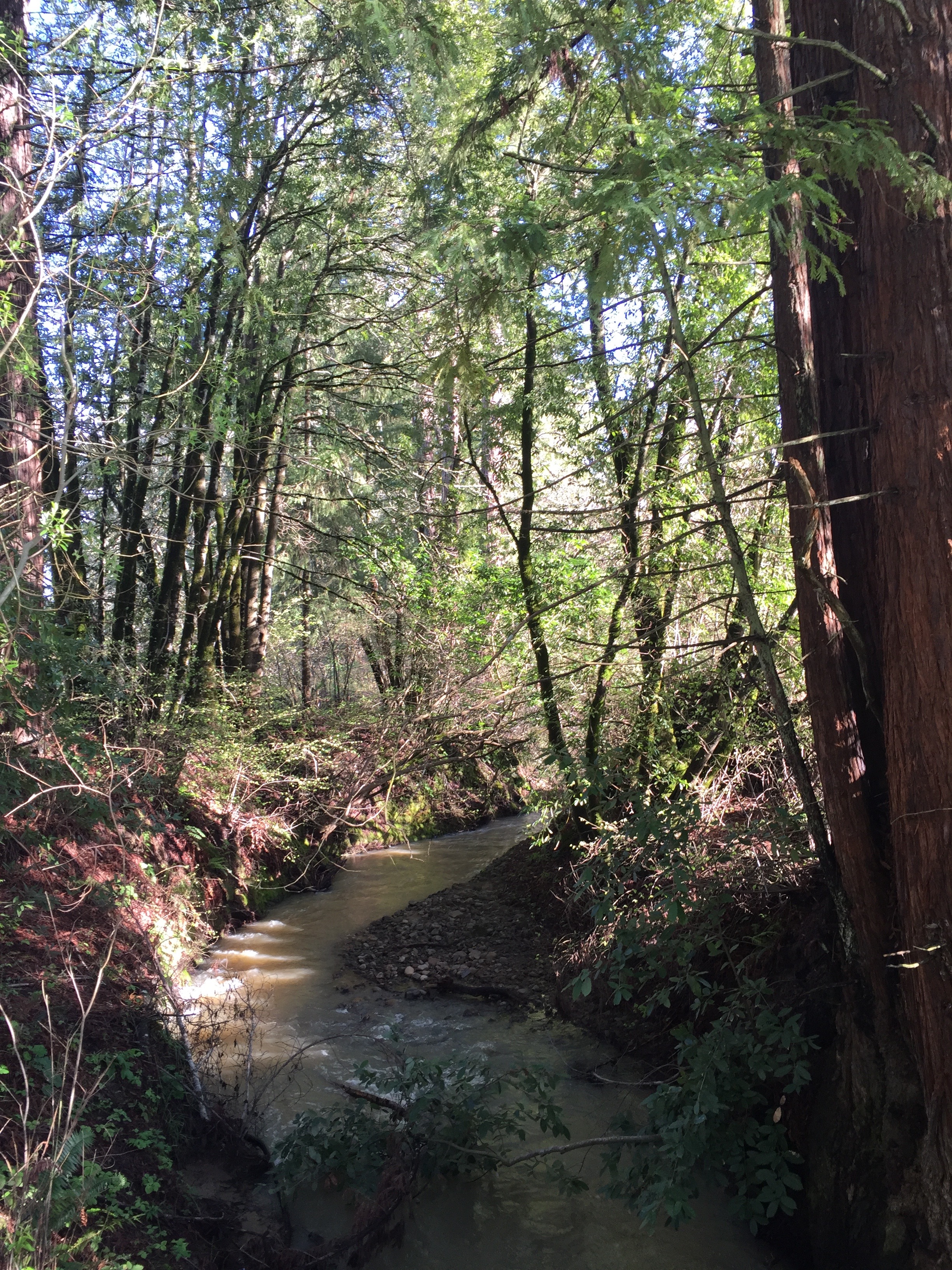 the creek