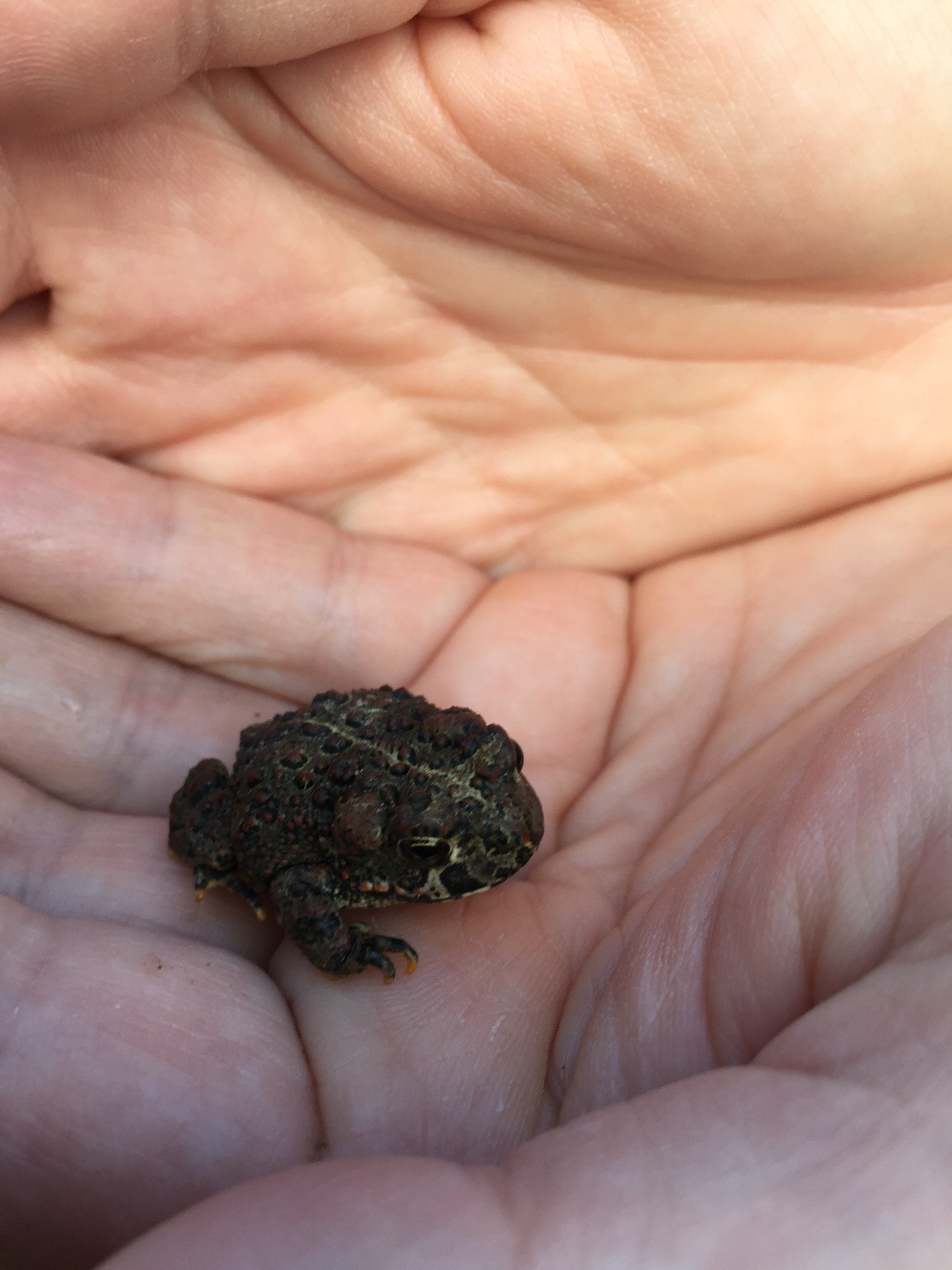 the frog friend we found on our steps outside the cabin