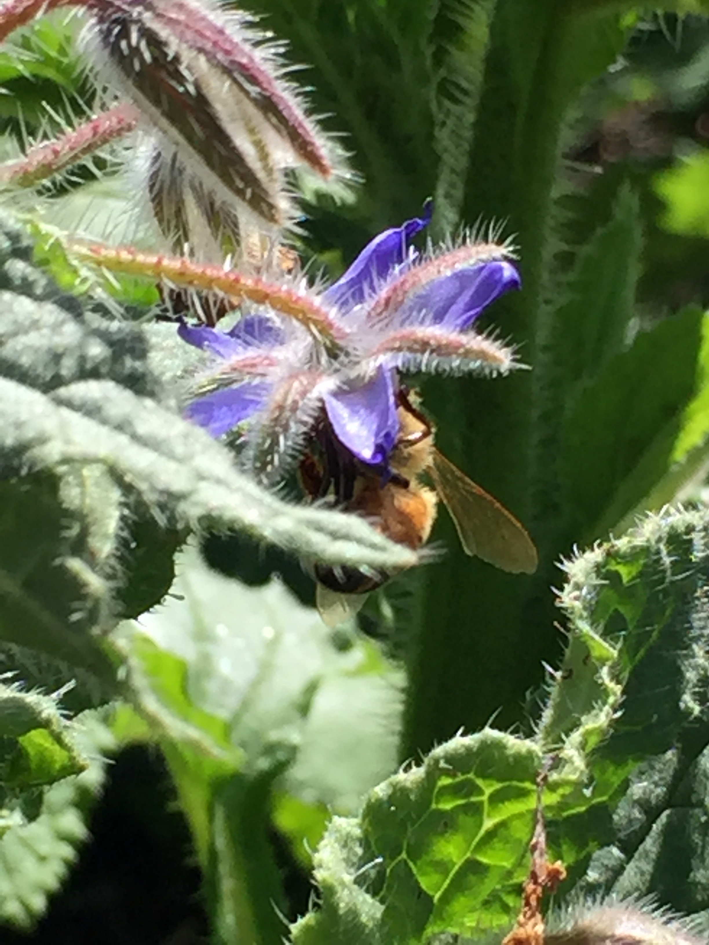Borage