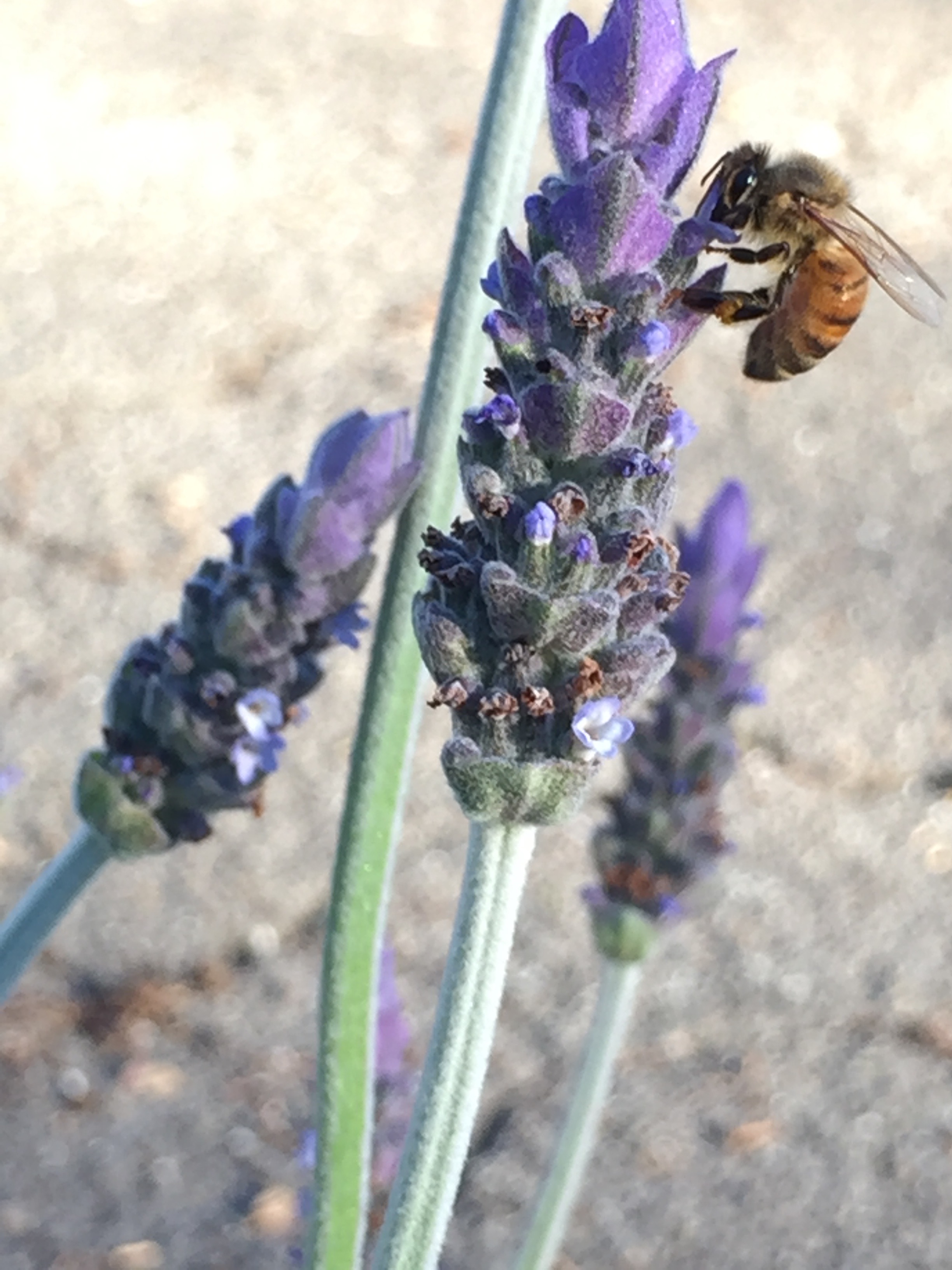 Lavender