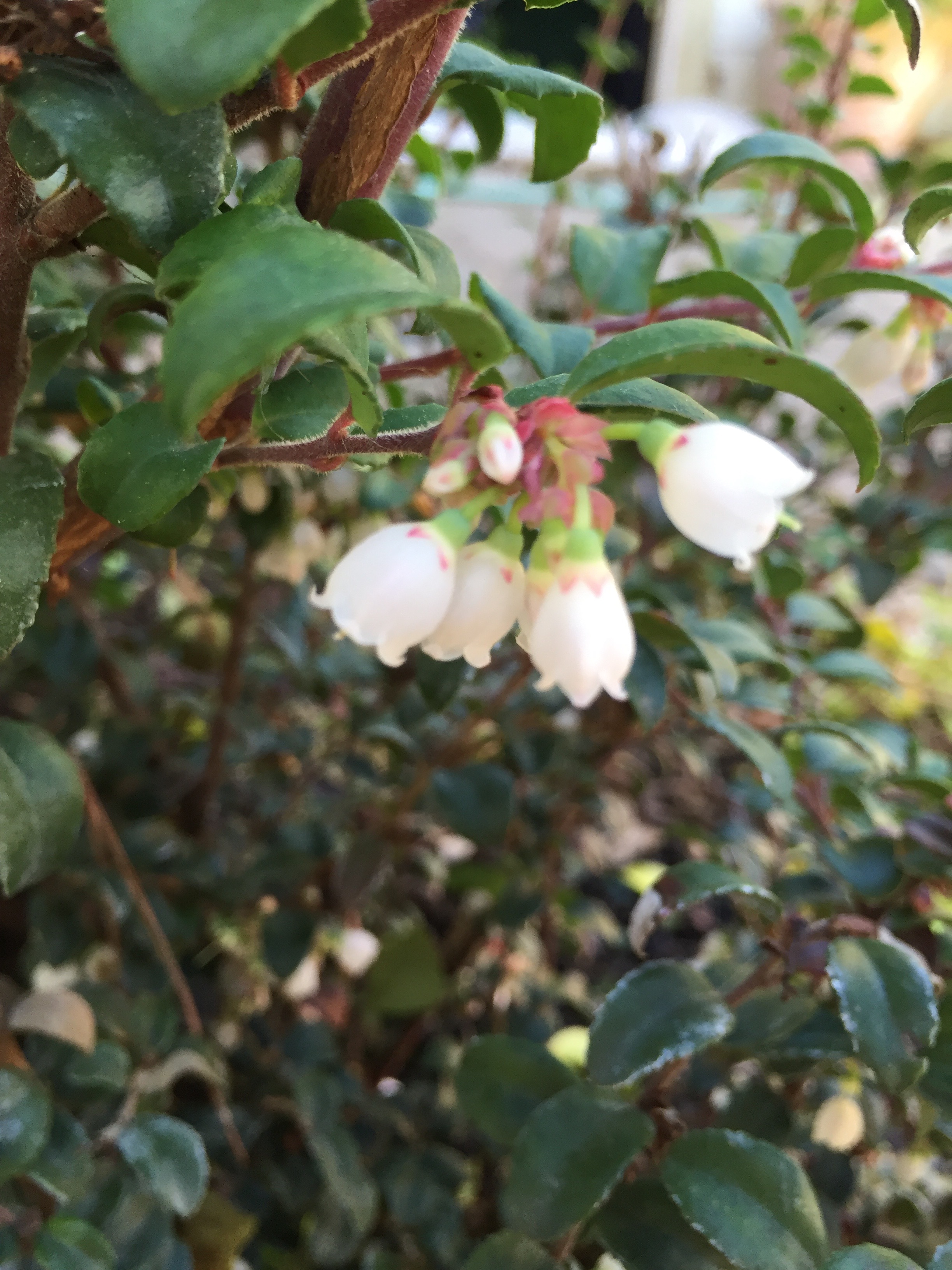 Huckleberry flowers