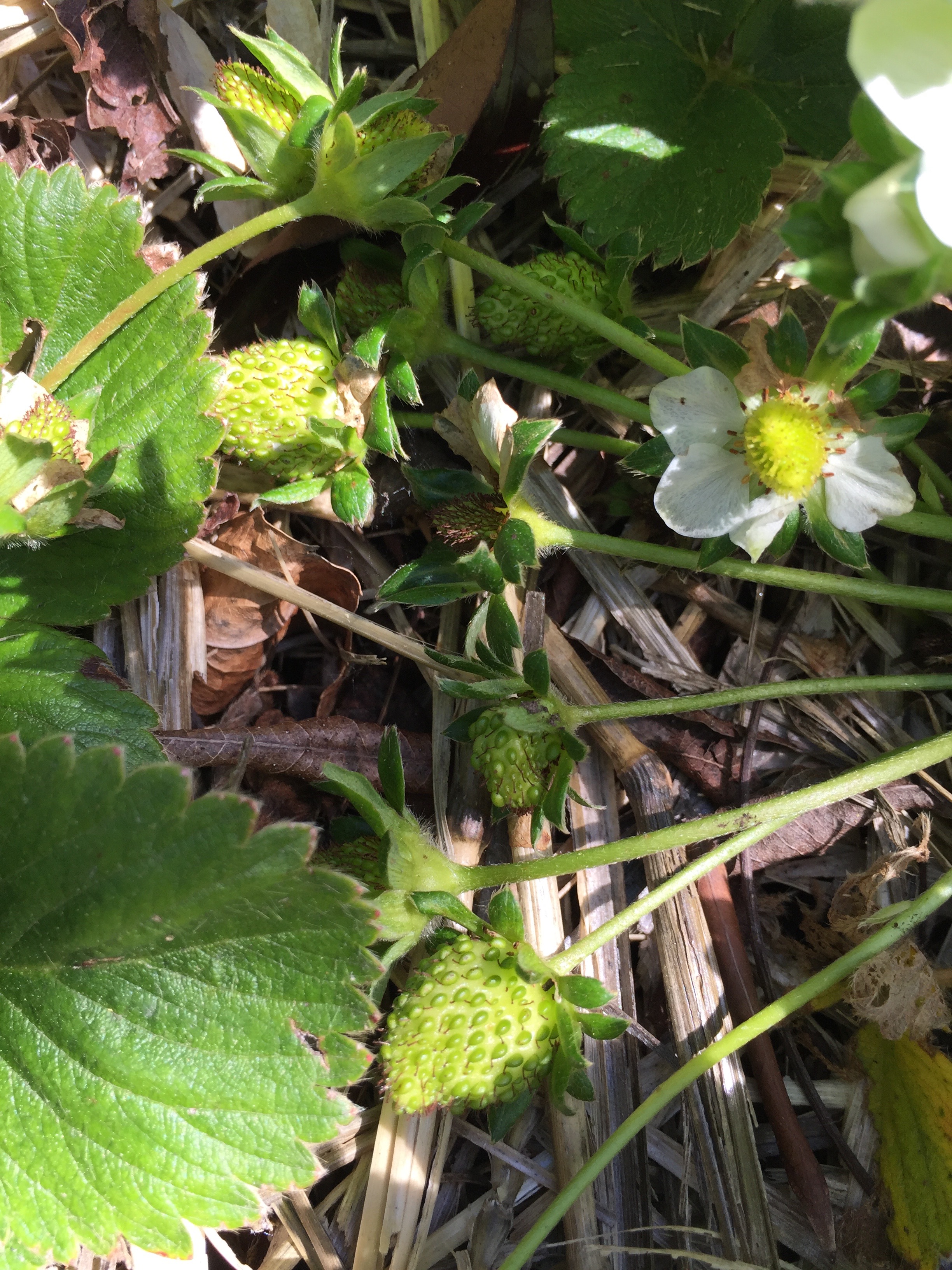 June-bearing Strawberries