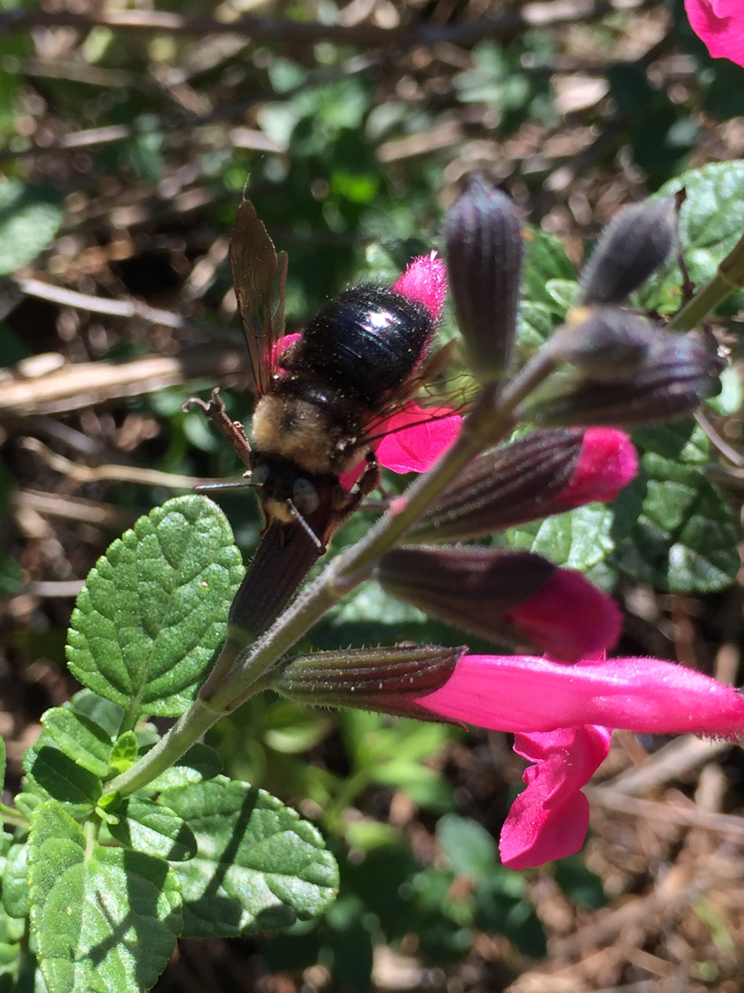 a native bee on Salvia