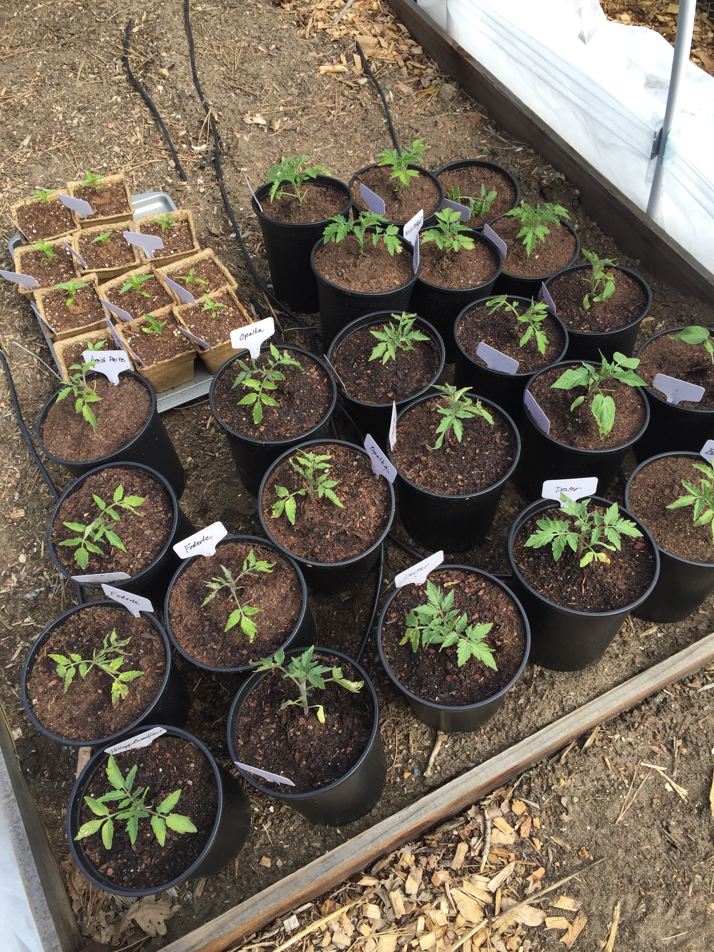 You can see how dry the peppers look in those cowpots.