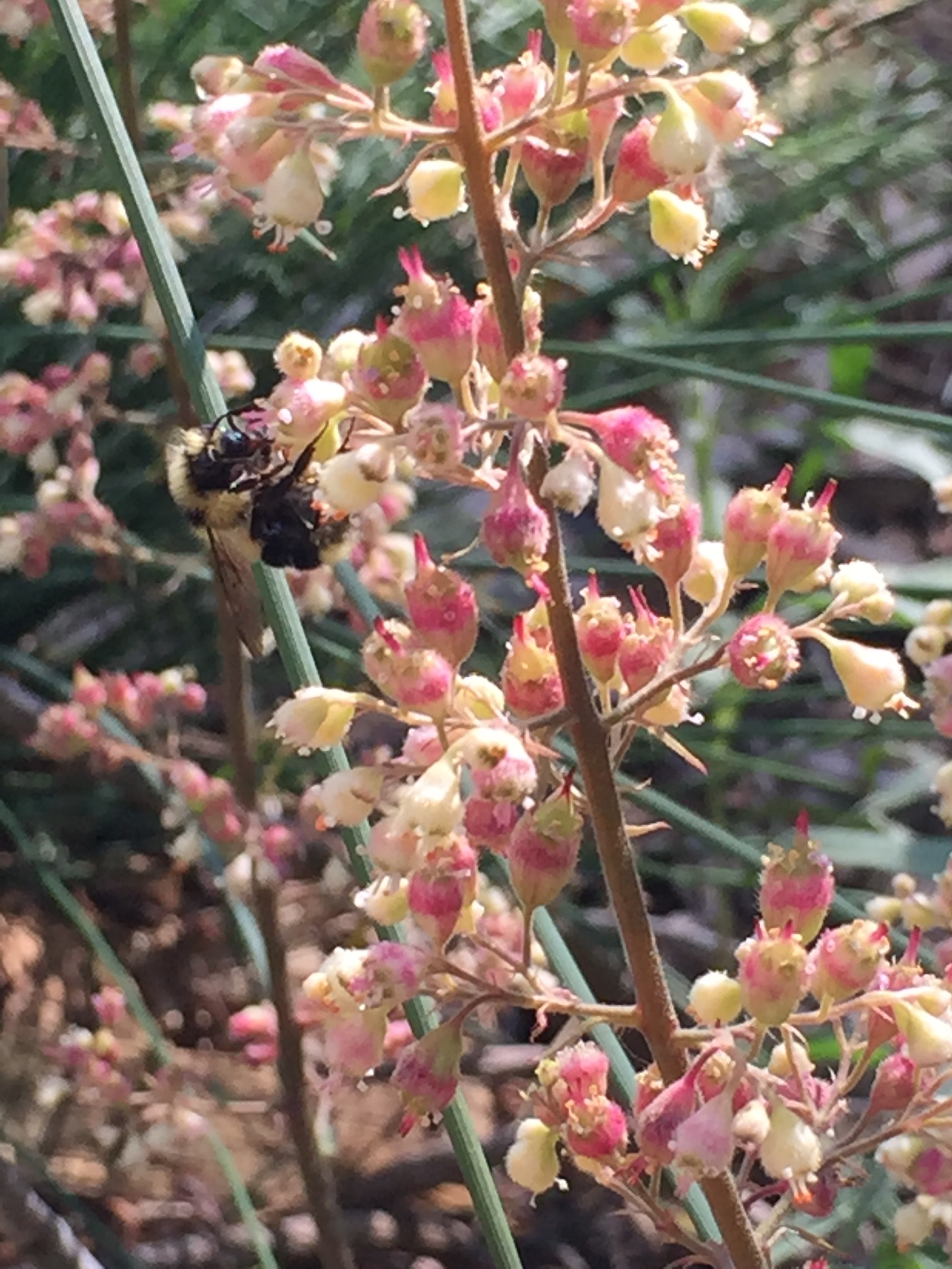  a bumblebee on Coral Bells (Huechera)