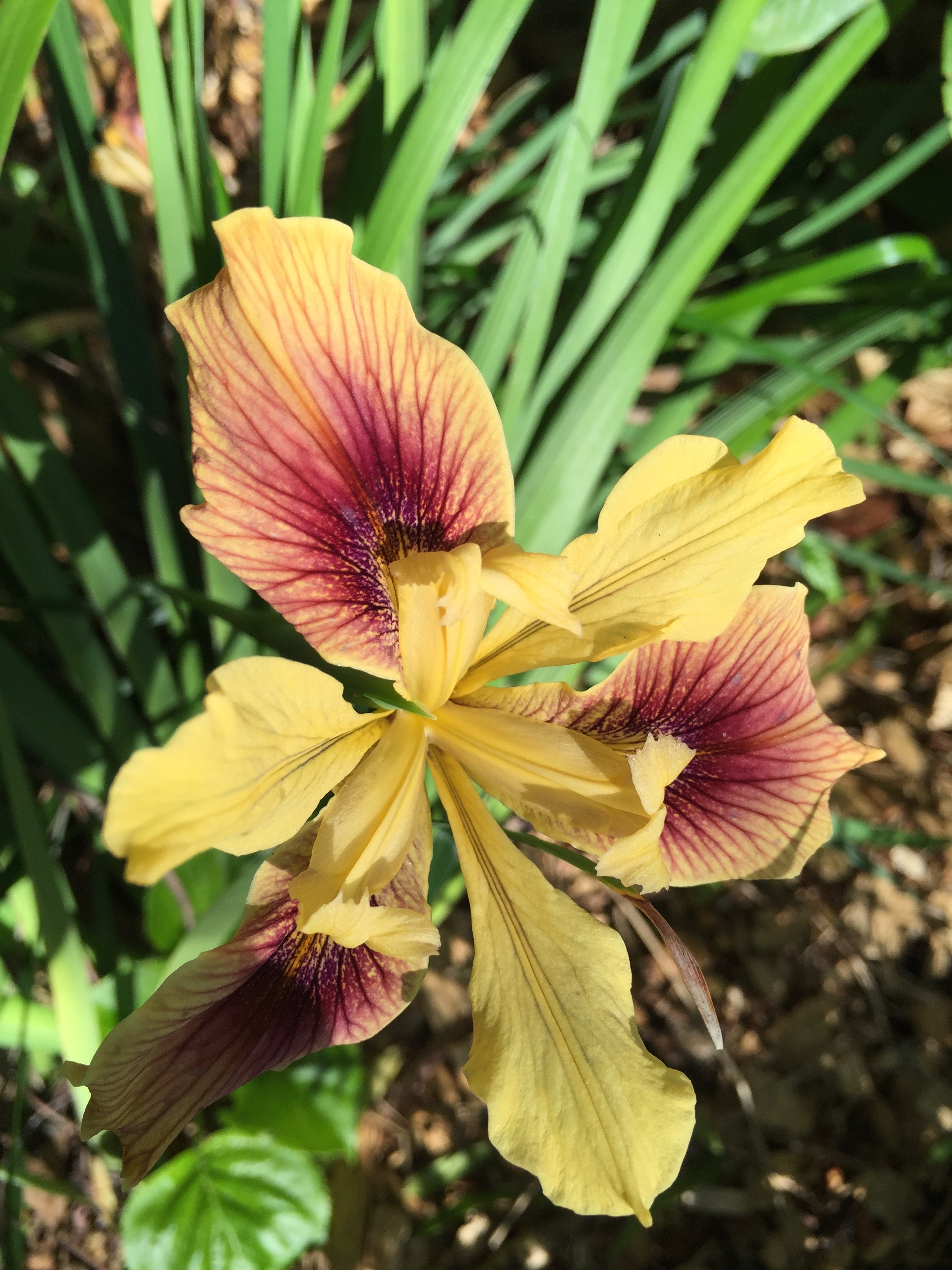 Douglas Iris