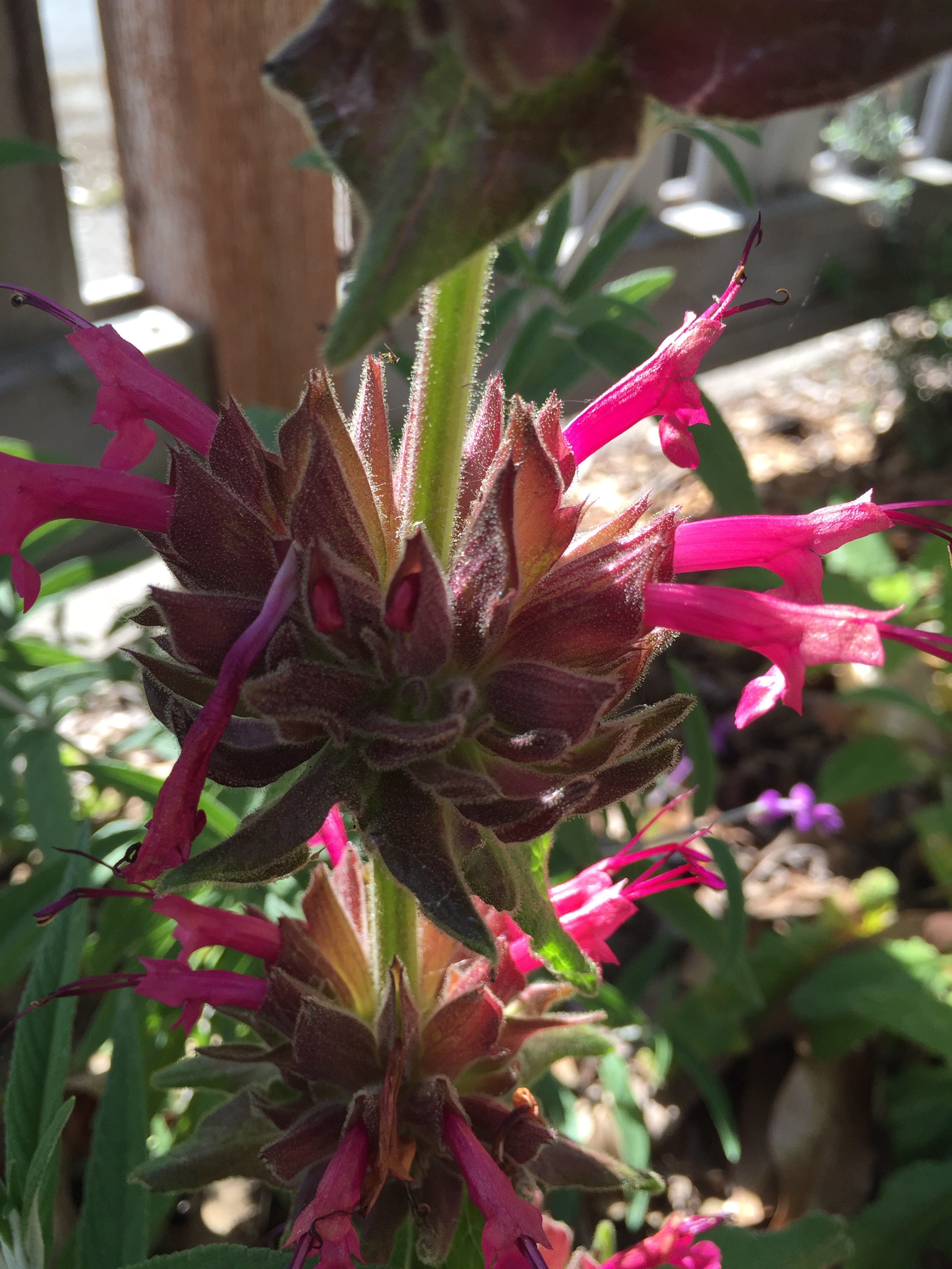 Hummingbird Sage