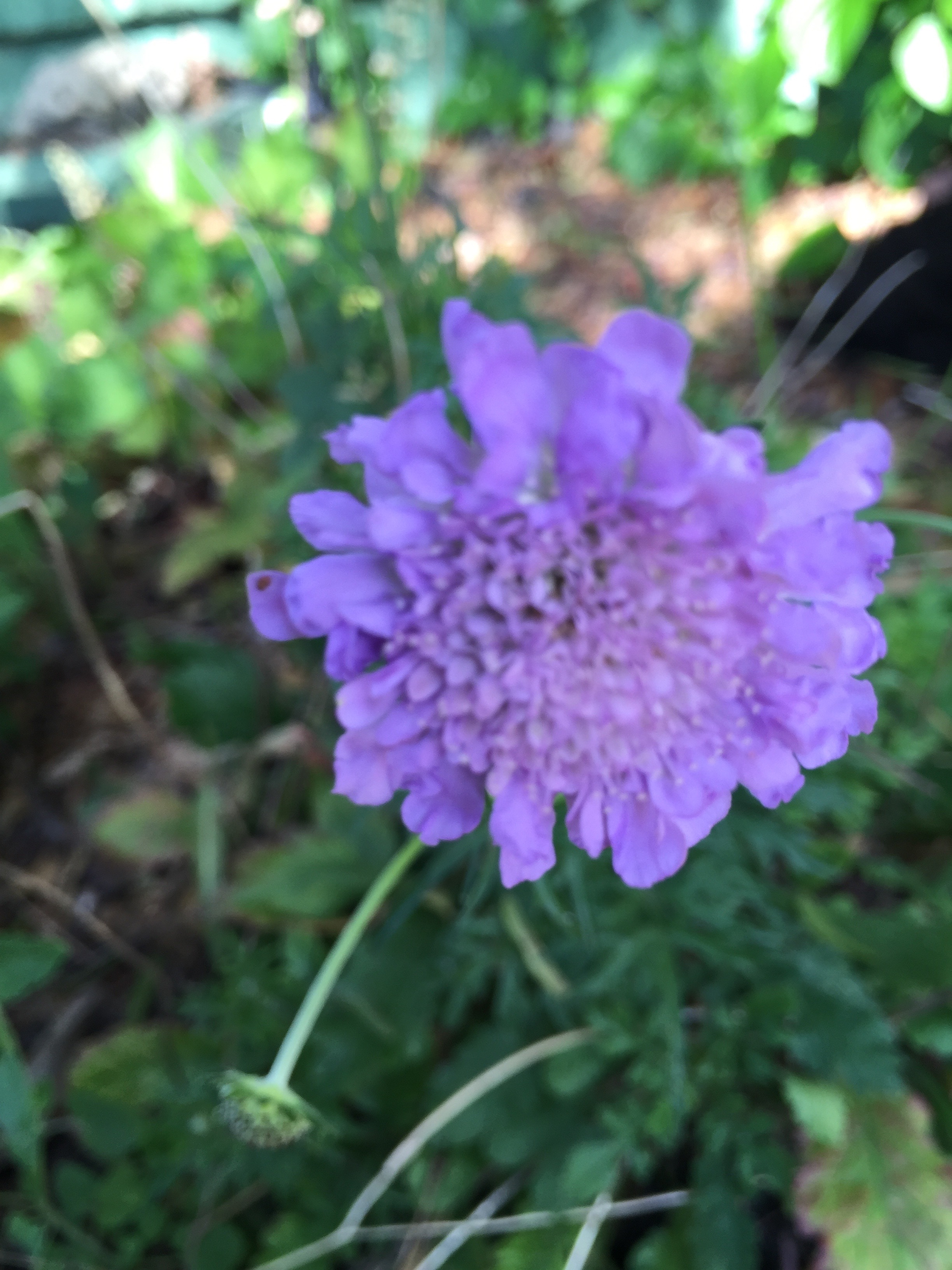 Scabiosa, or Pincushion flower