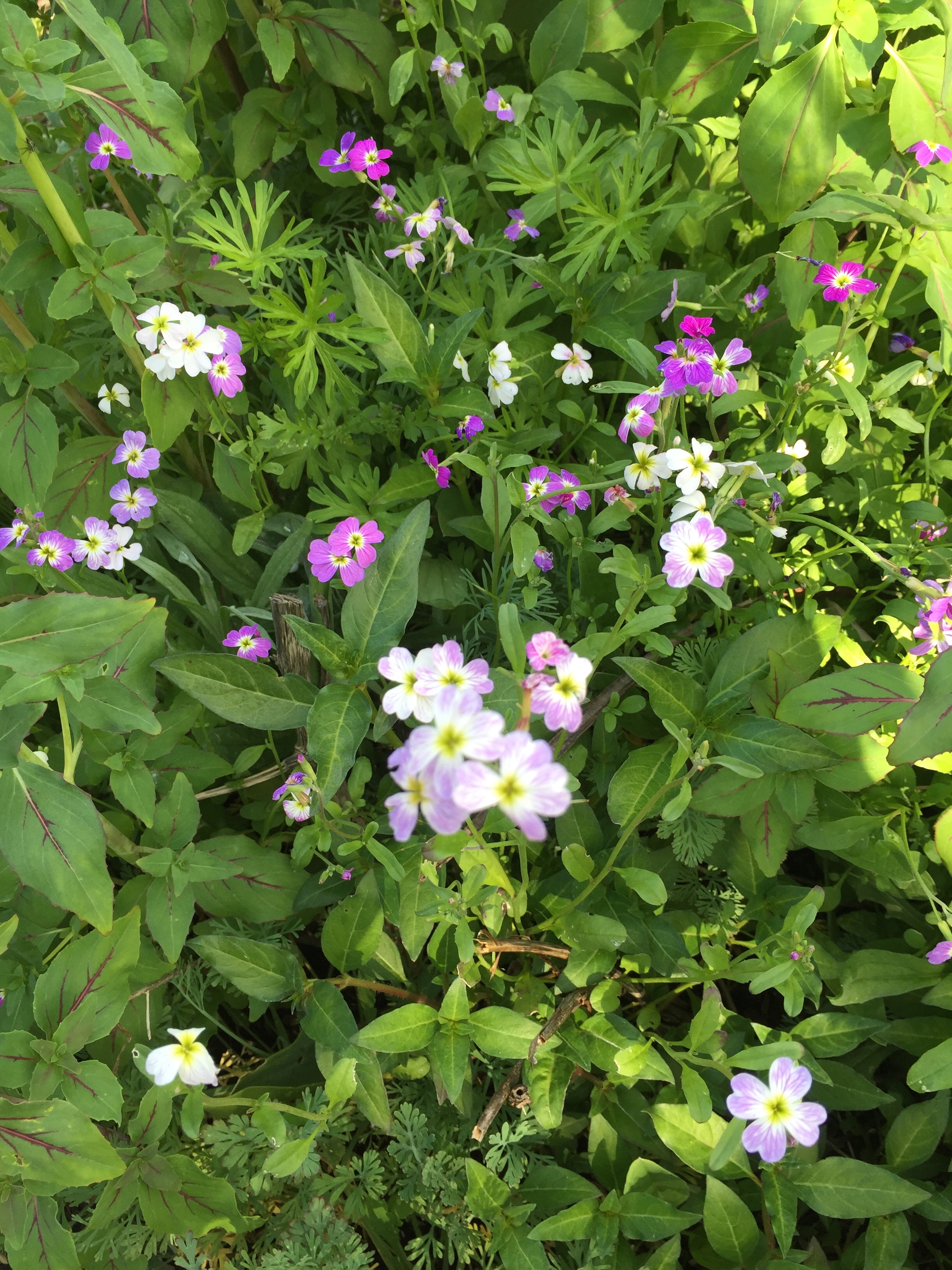 I can't remember - old-fashioned phlox? Not sure. Charming though.