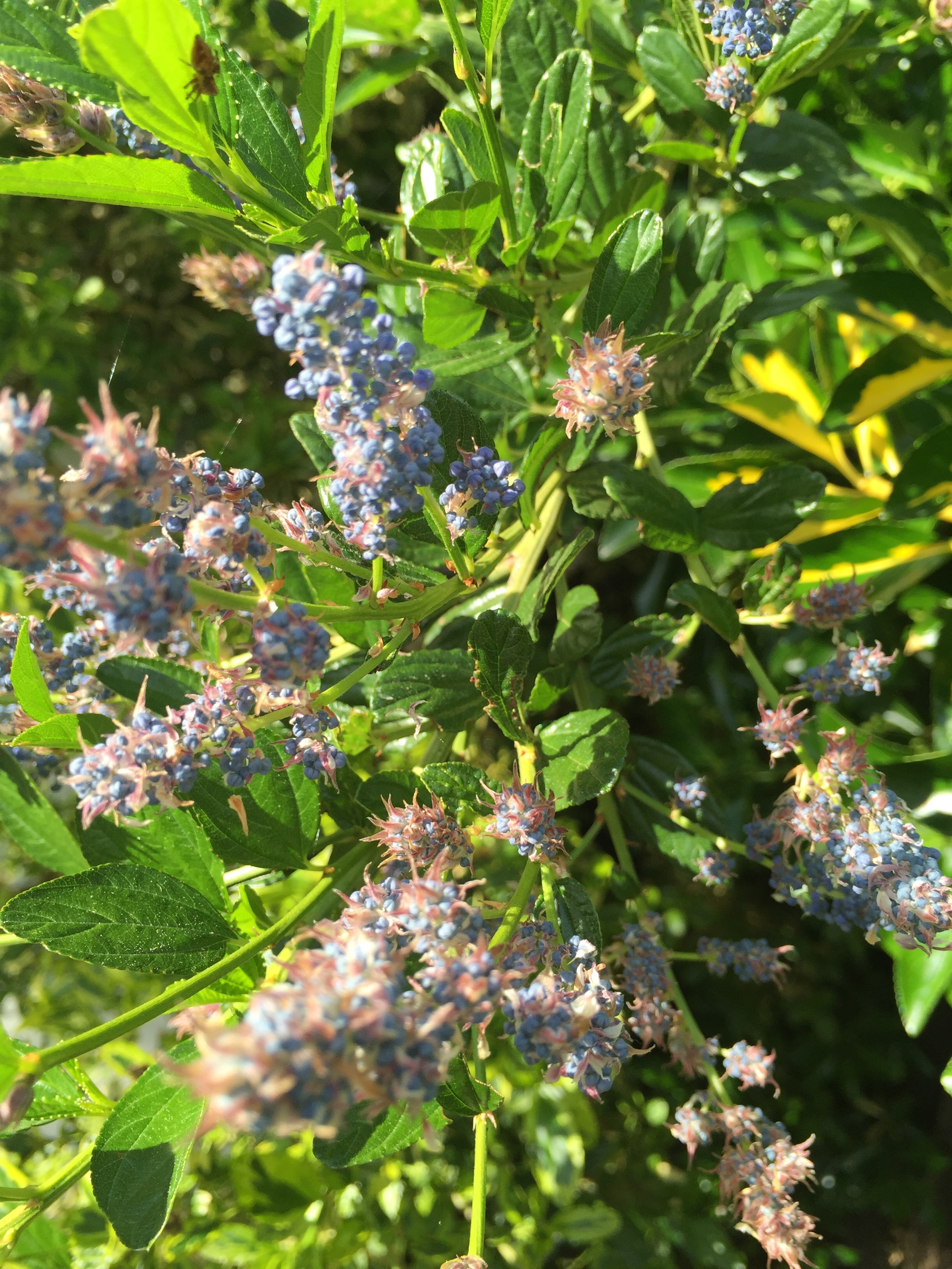 More Ceanothus