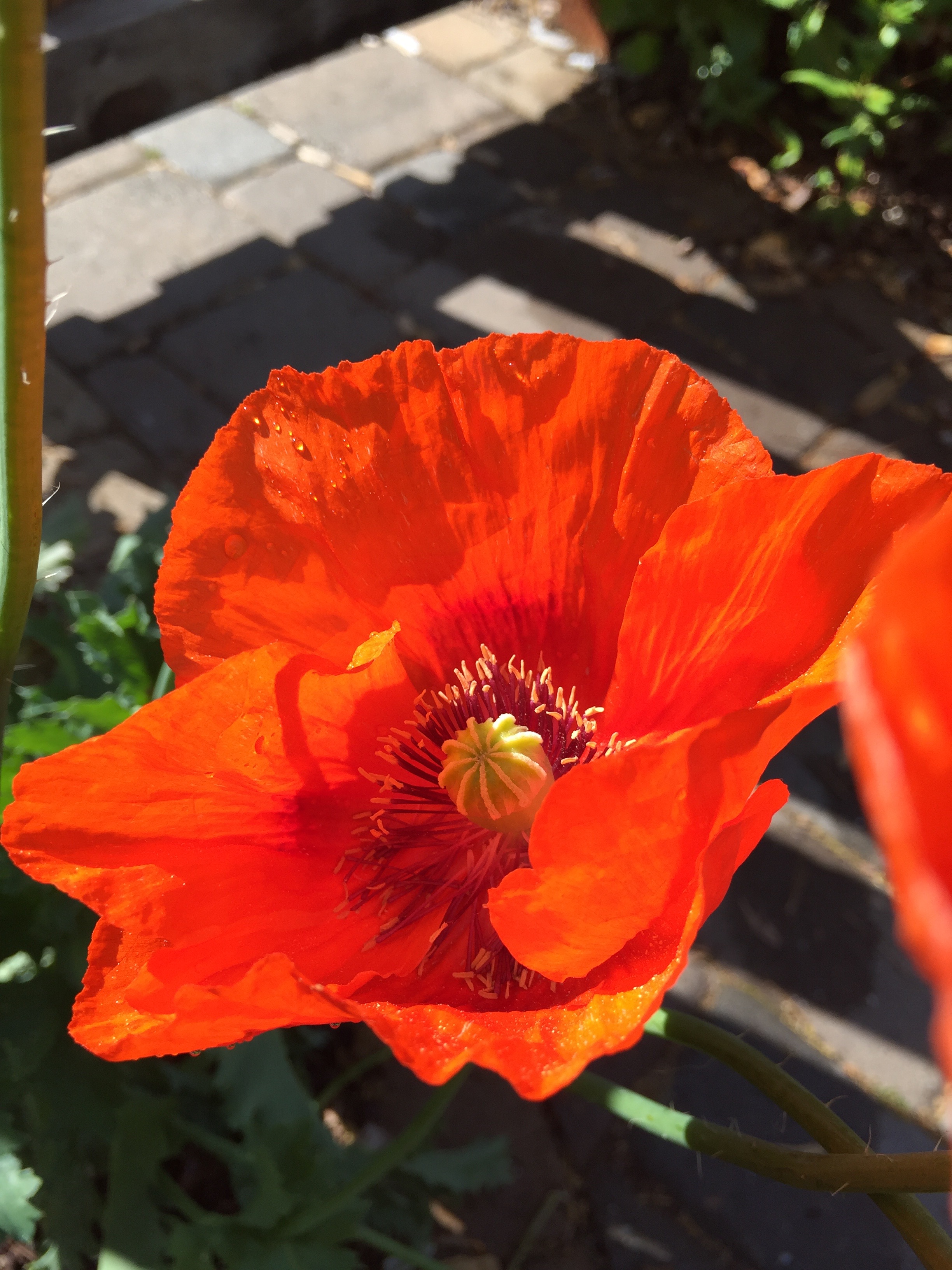 Brilliant Poppies