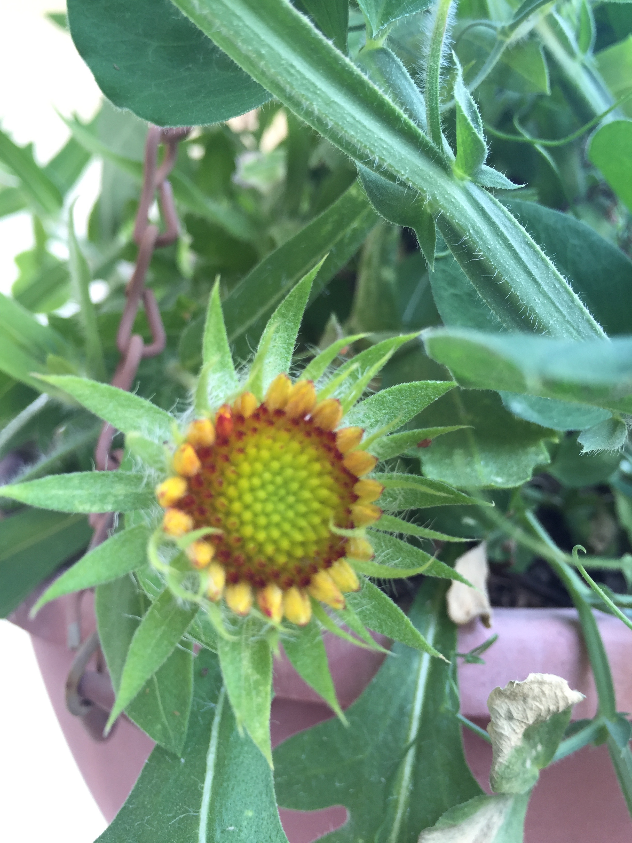Galliardia, or Blanket Flower, about to bloom