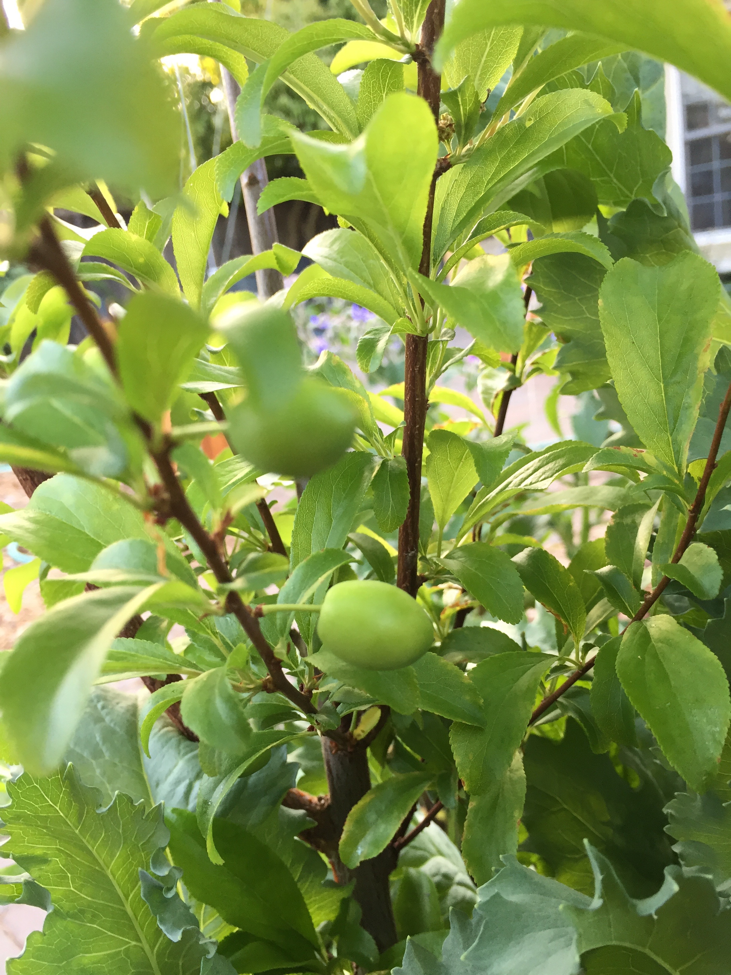 Plums!