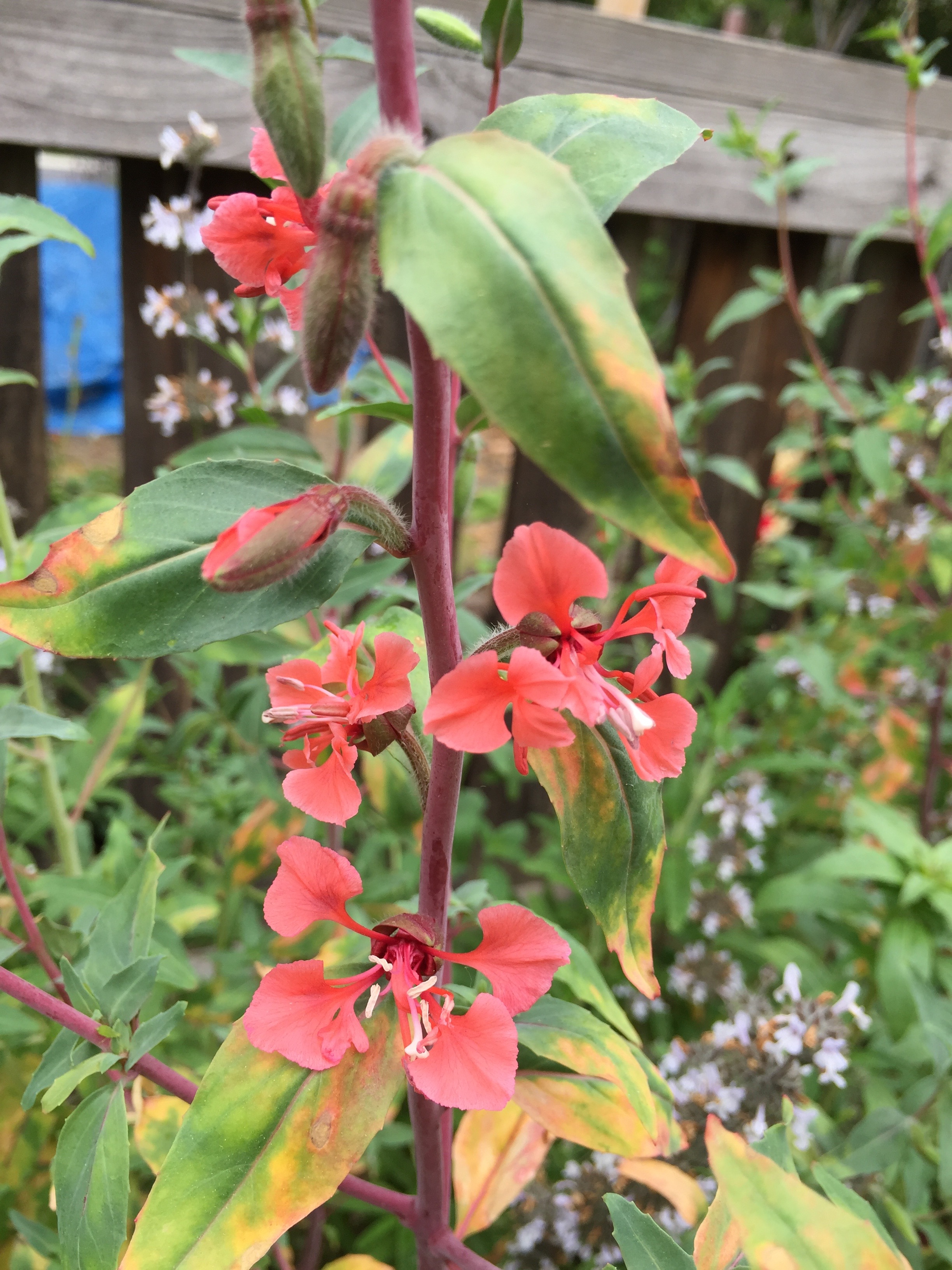 Clarkia Mountain Garland - soon my pollinator garden will be bursting with these in all pink-y colors