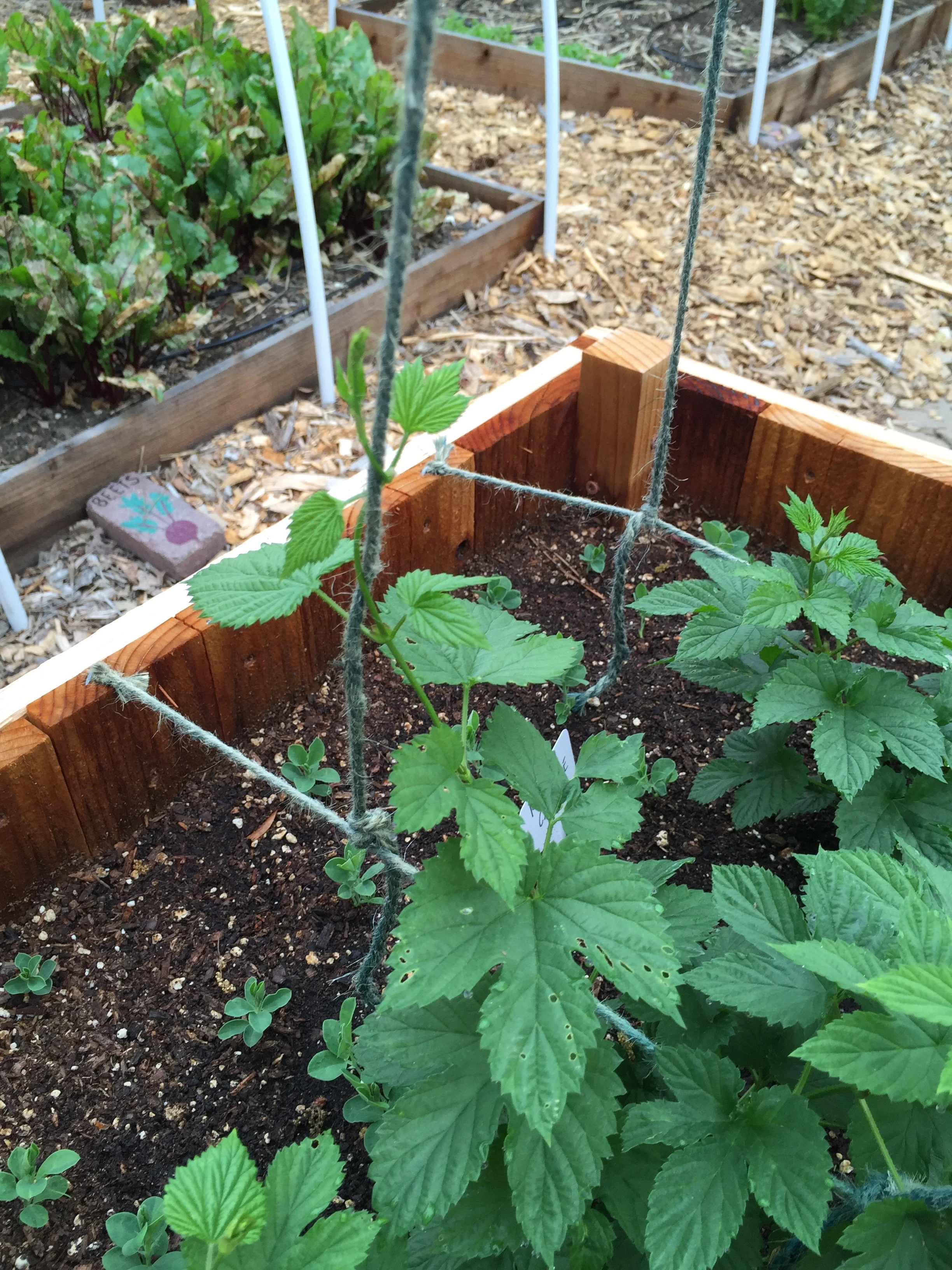 those little seedlings are sweet peas