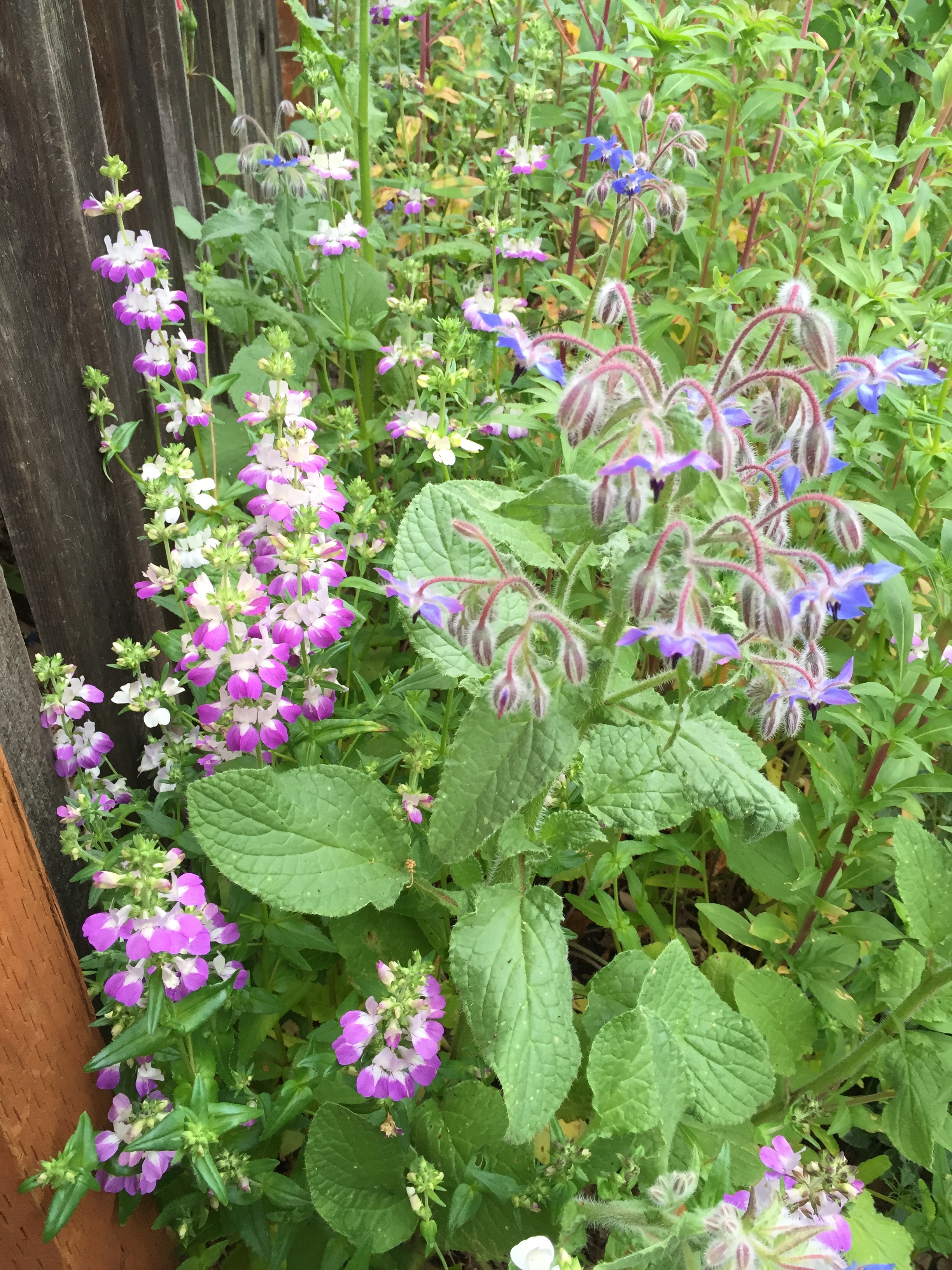 Chinese Houses and Borage