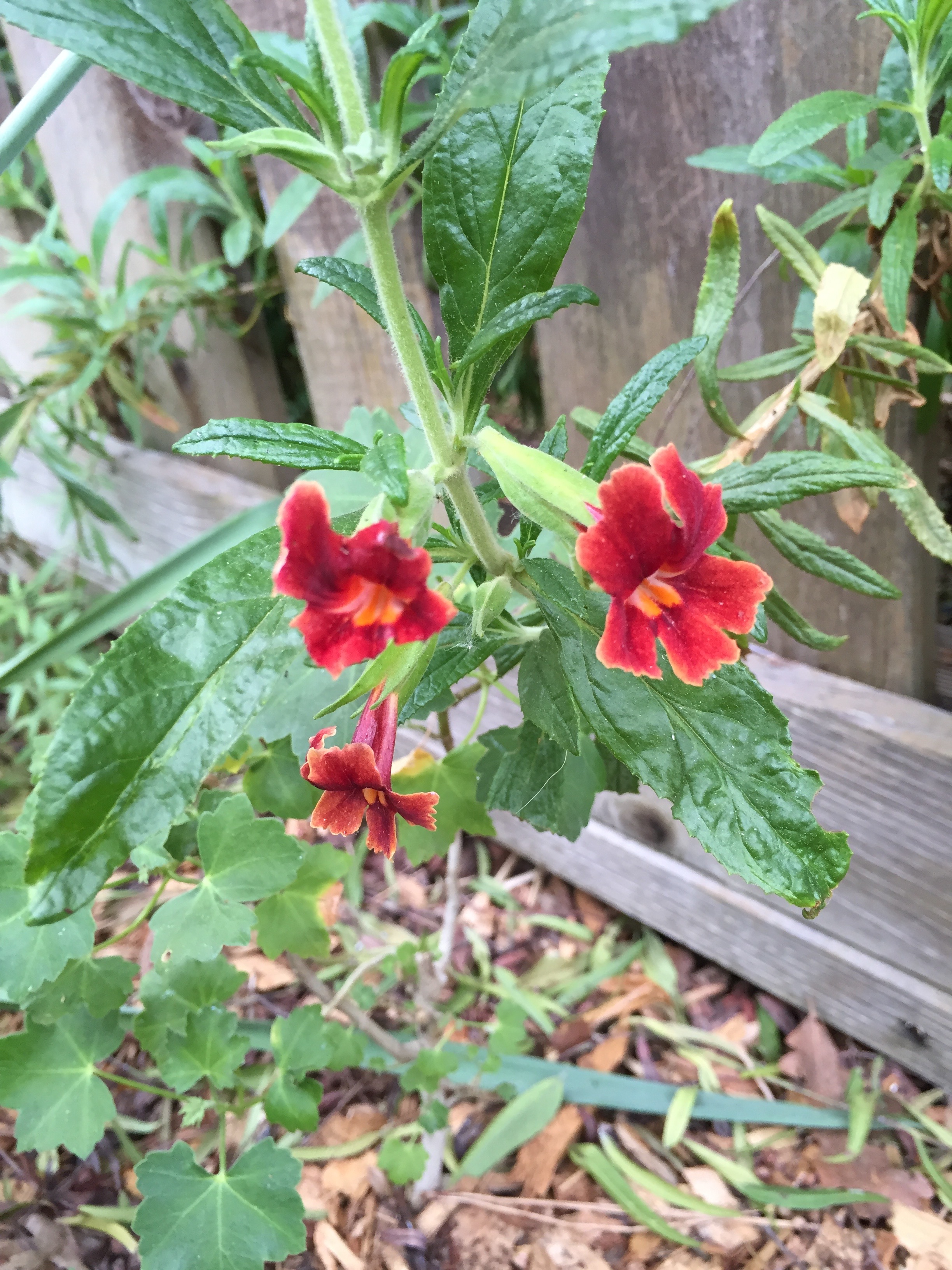 Scarlet Monkey Flower