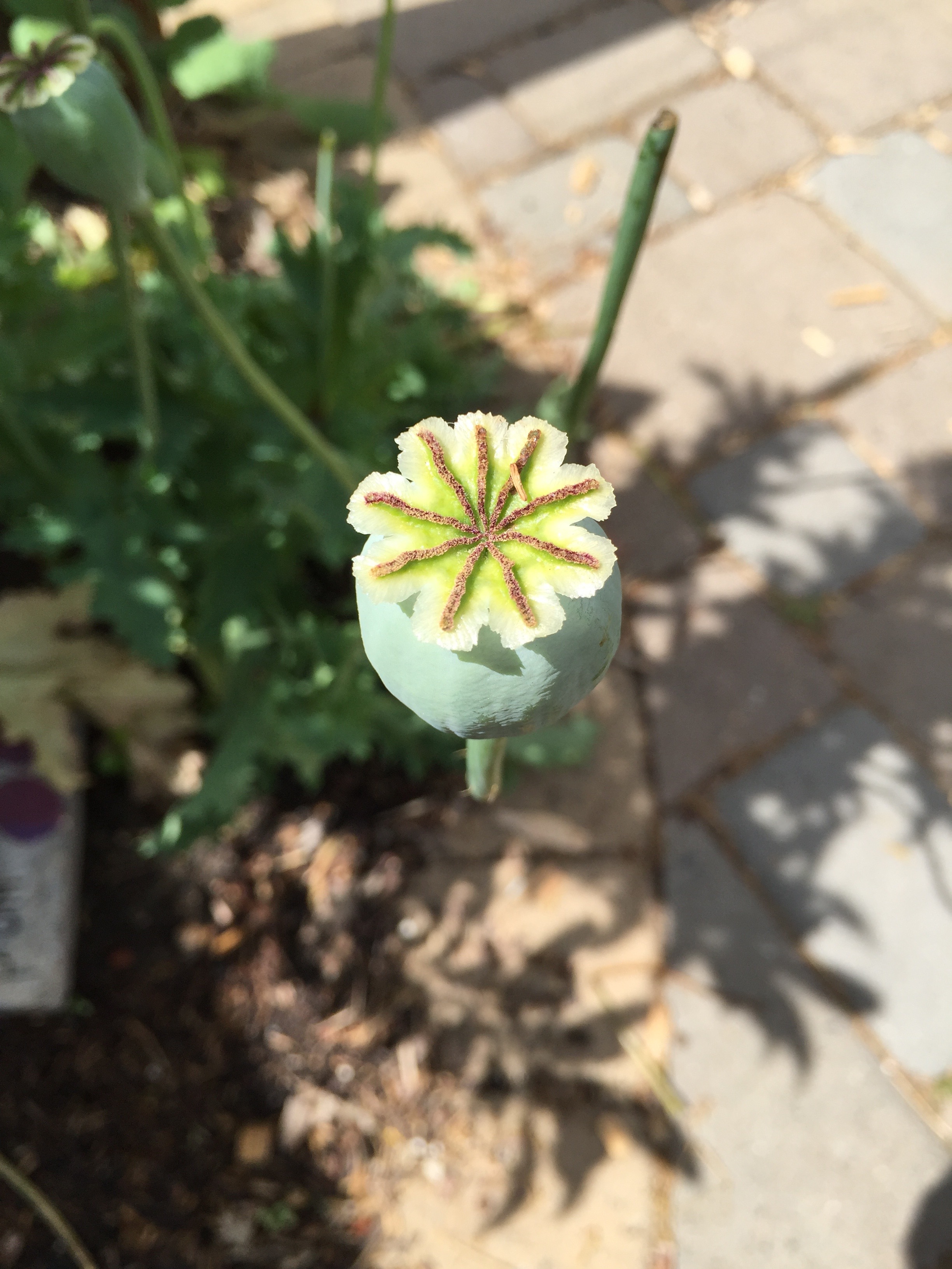 a Poppy seed pod