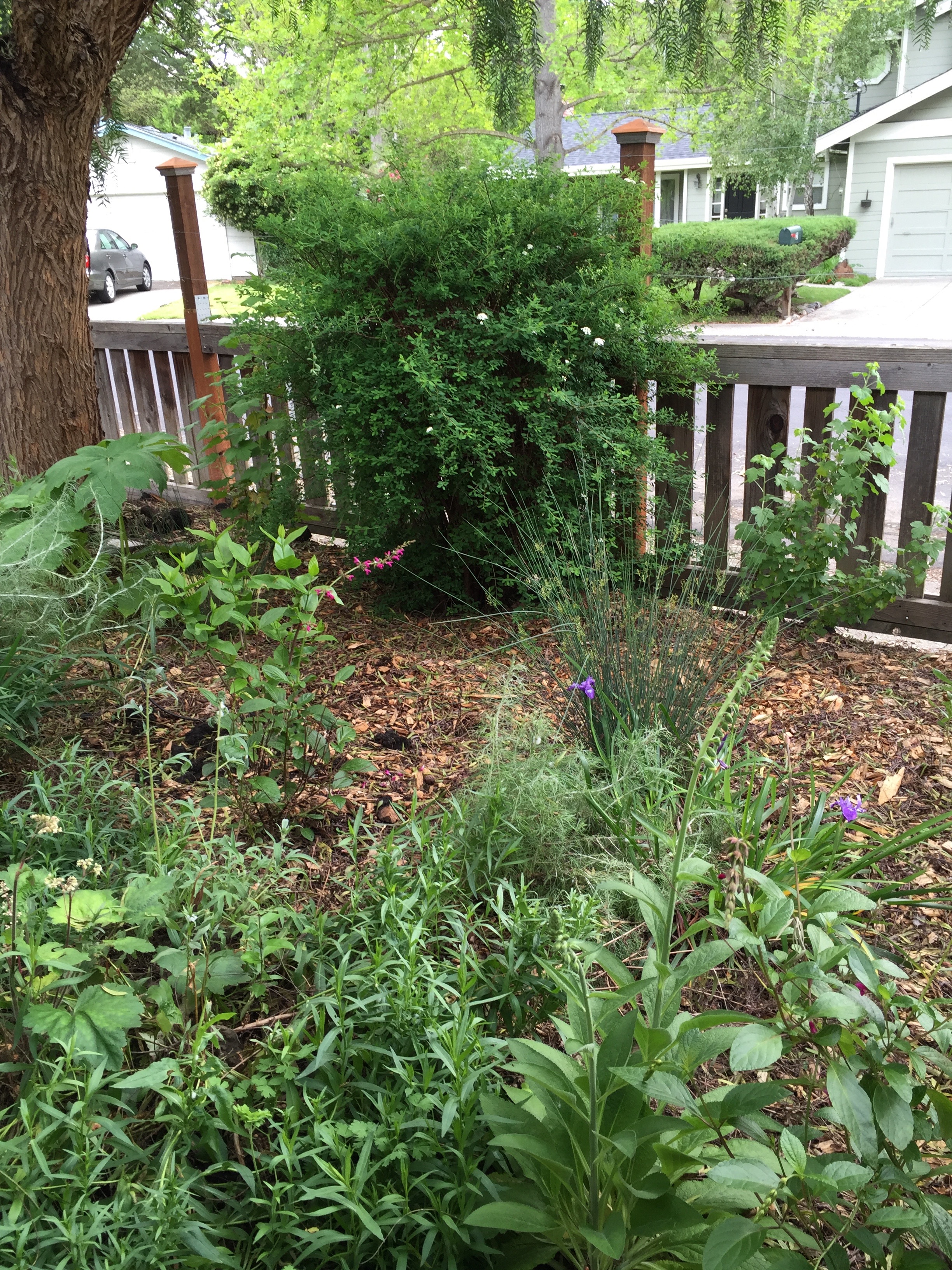 In the background of this section of the Woodland Garden, you can see the Spirea just beginning to bloom.