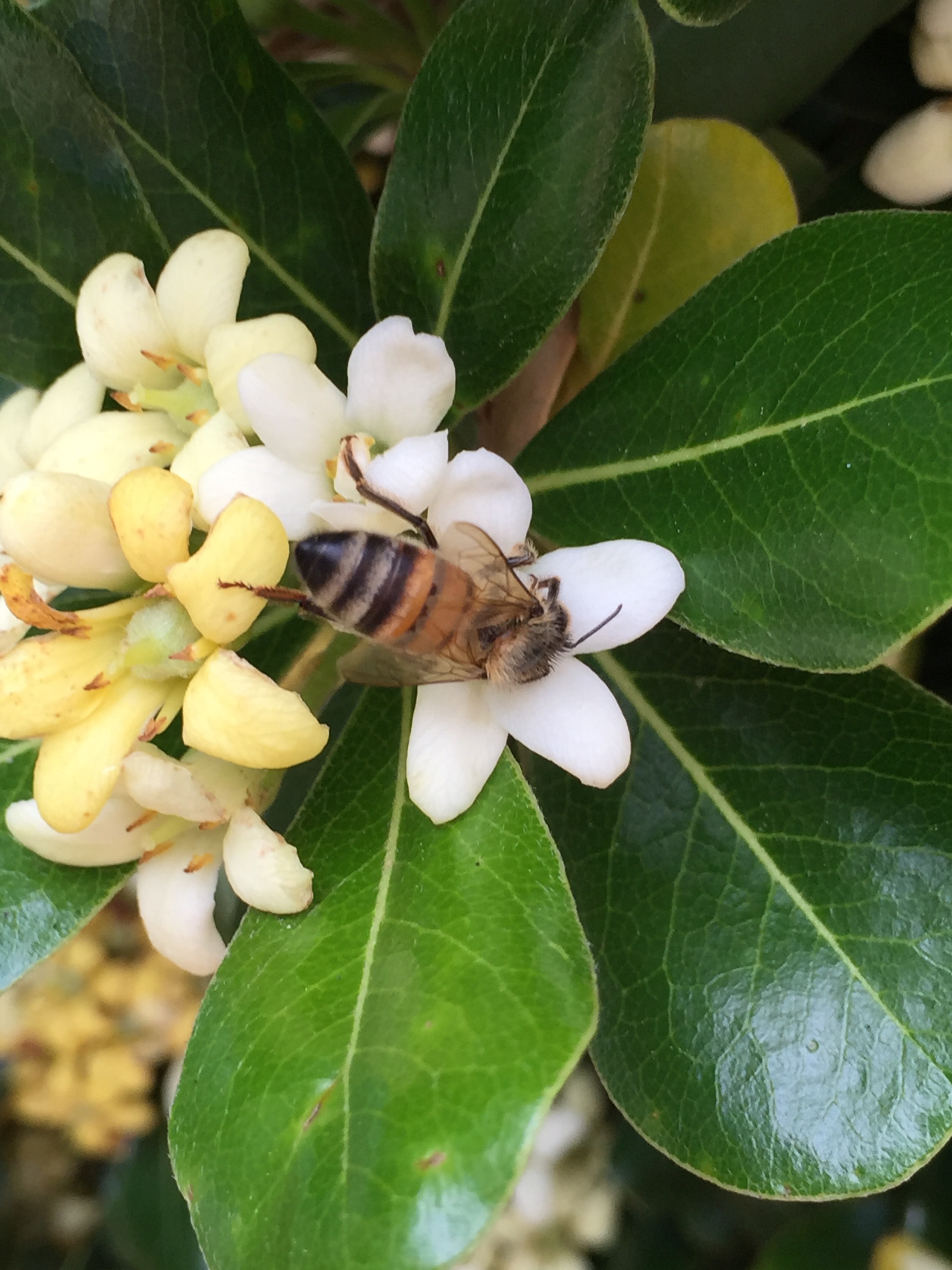 Japanese Mock Orange