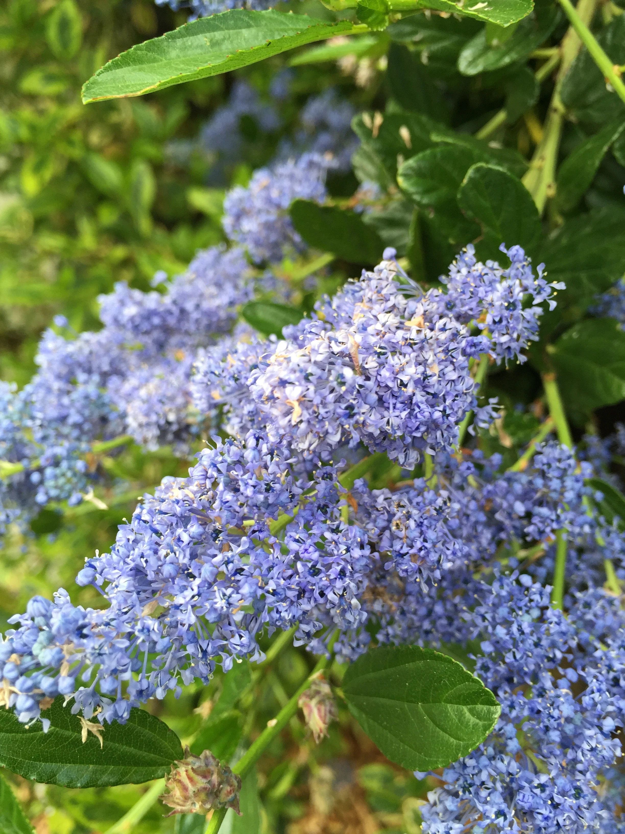 Ceanothus