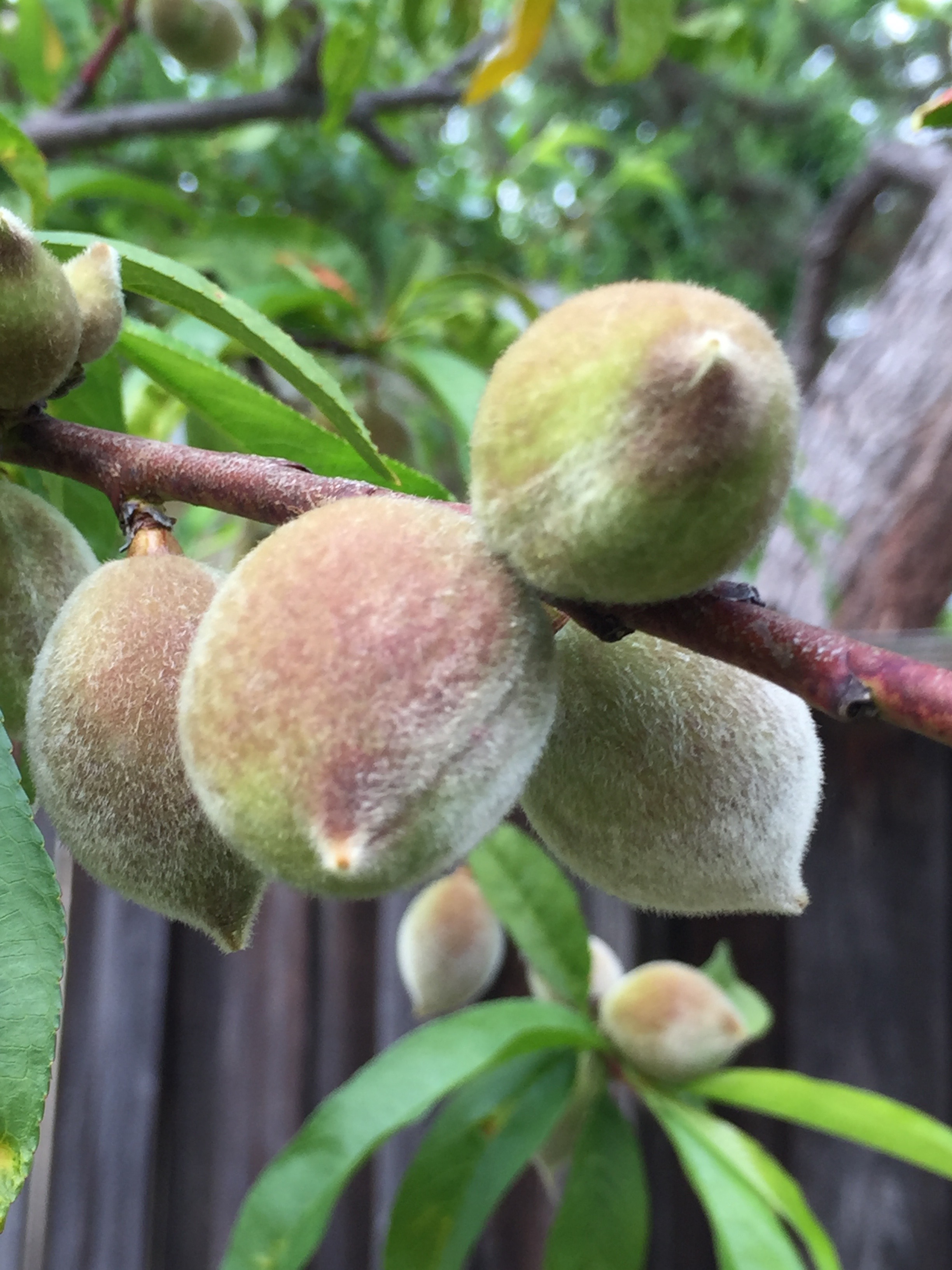 Peaches