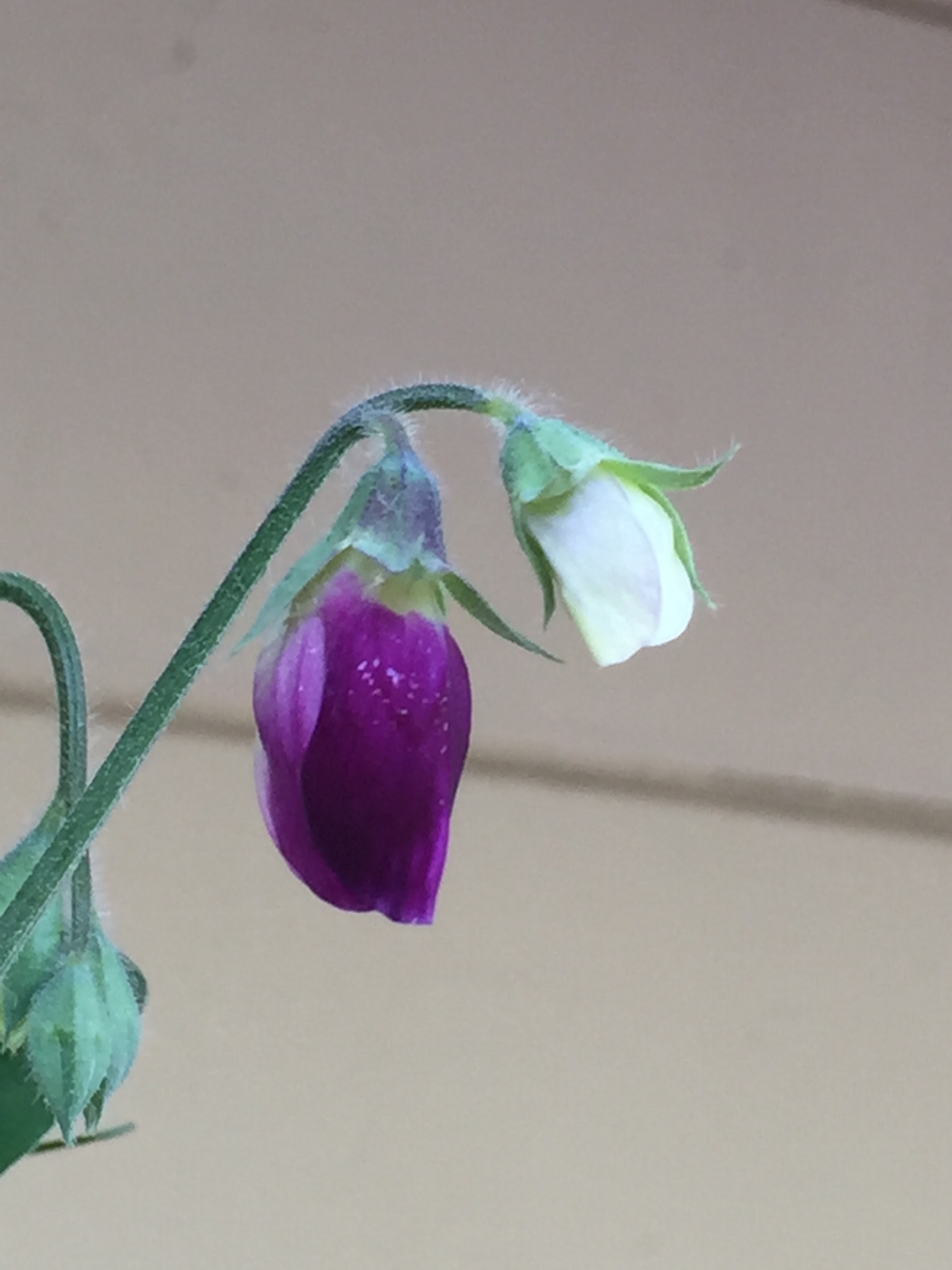 the first Sweet Pea