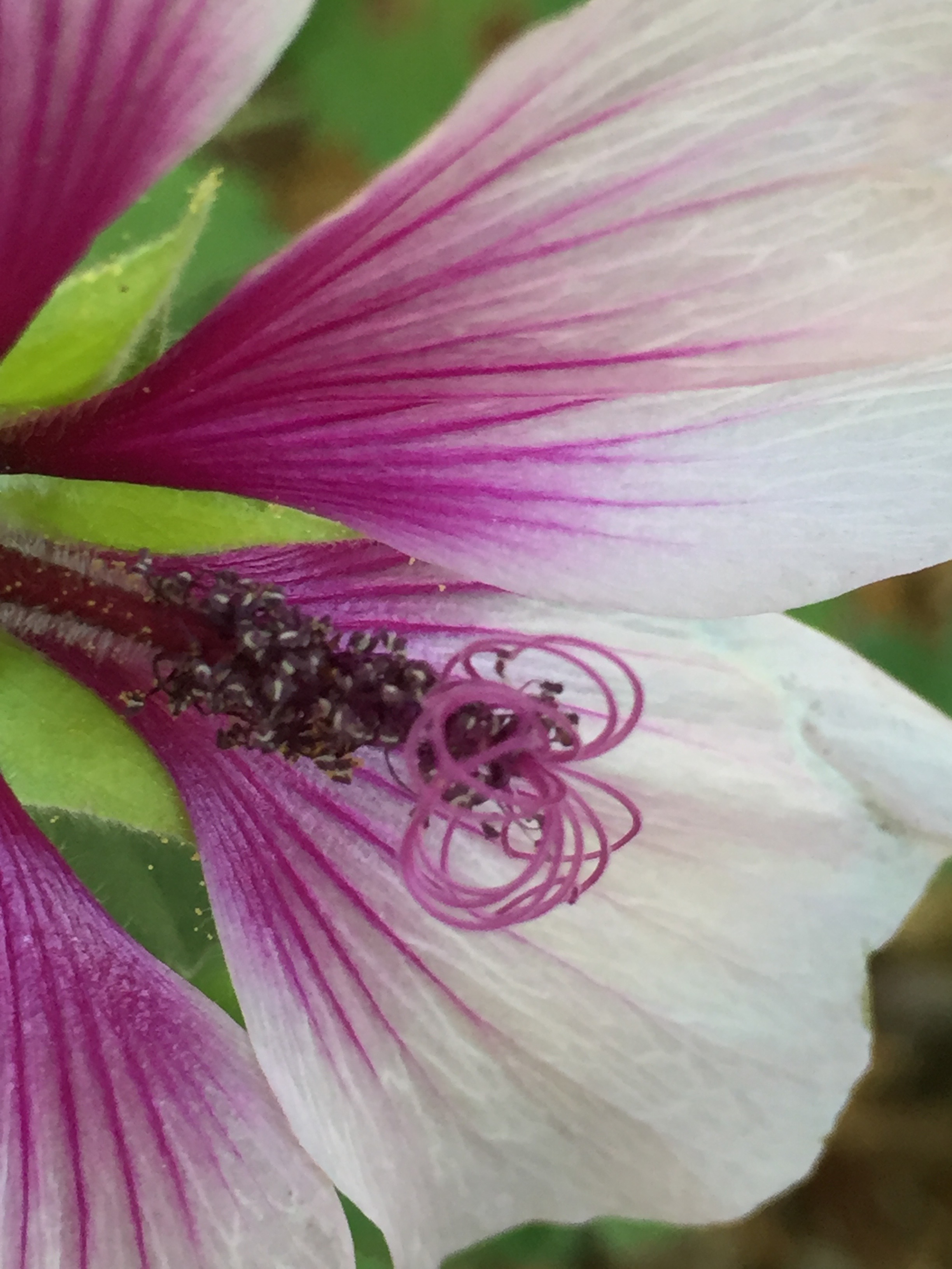 Mallow