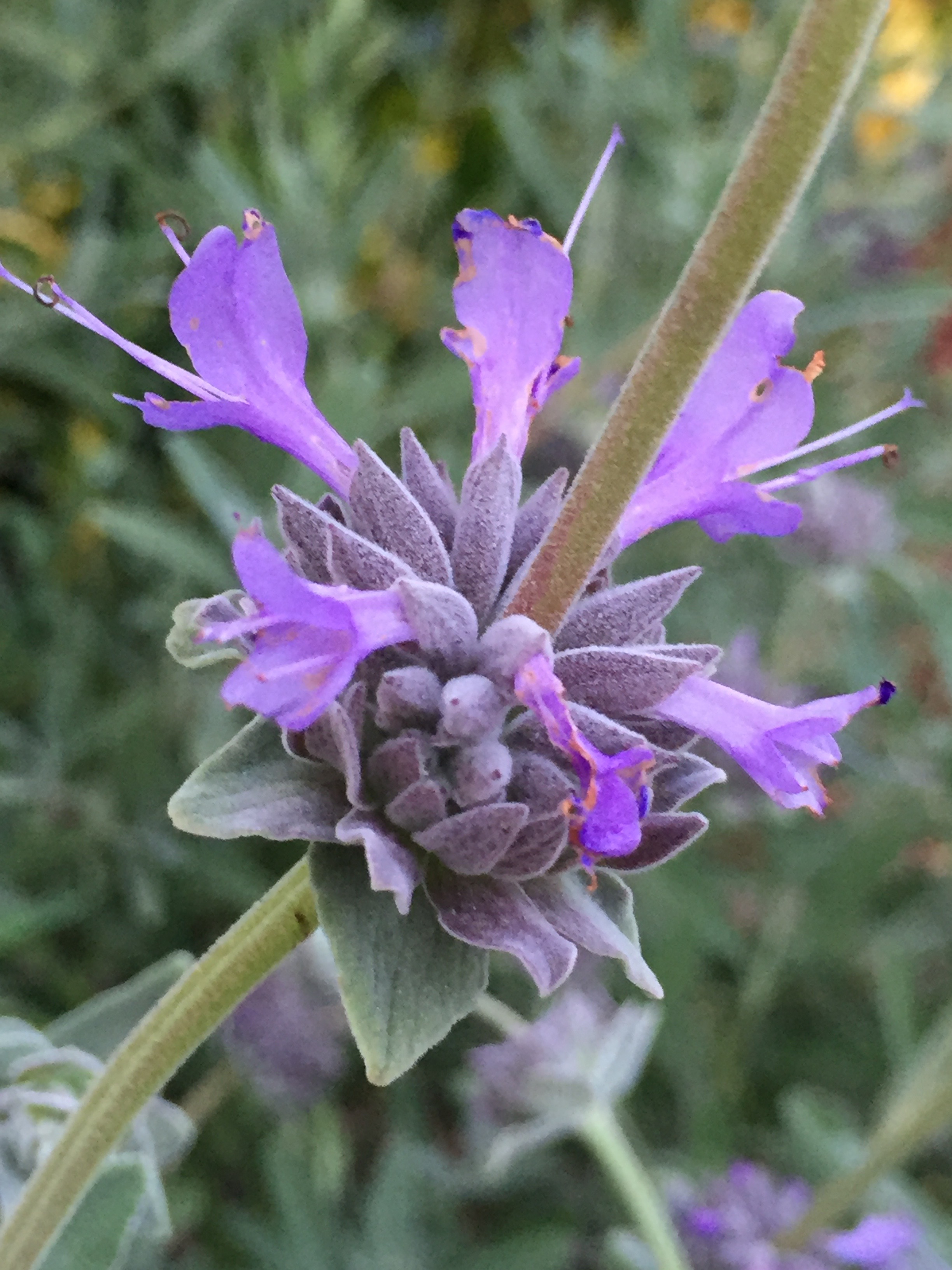 Salvia clevelandii