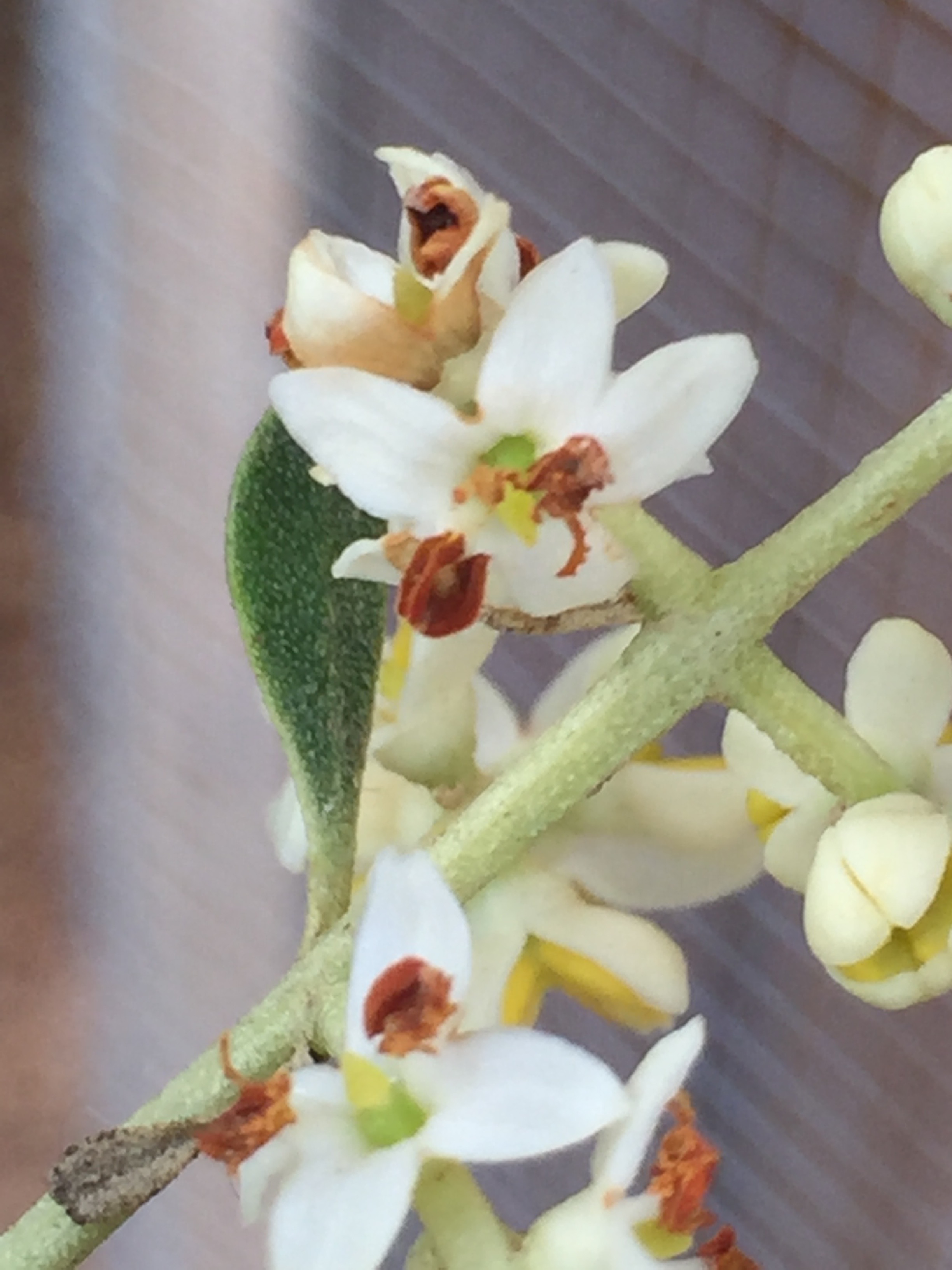 Olive blossoms