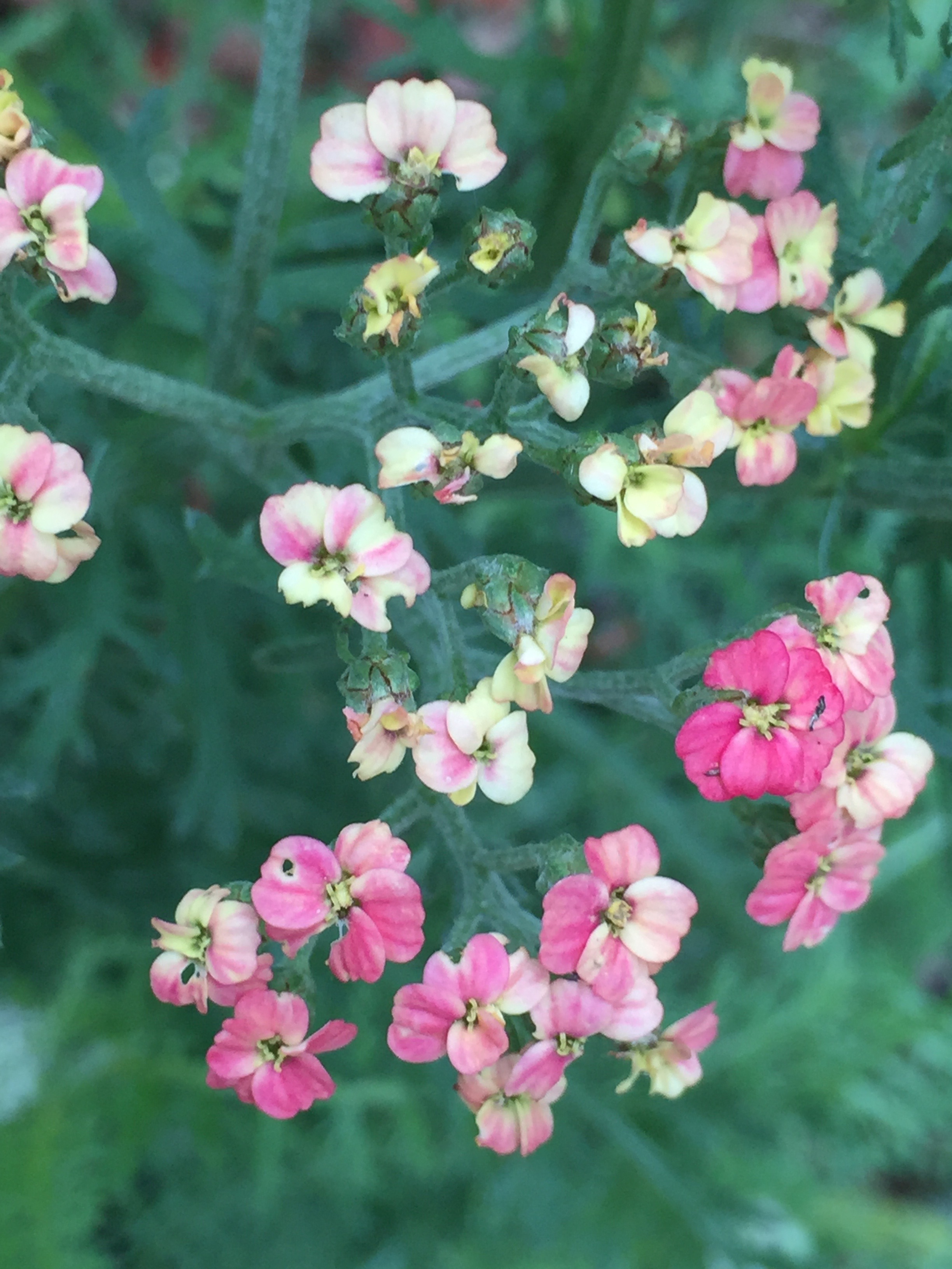 Yarrow