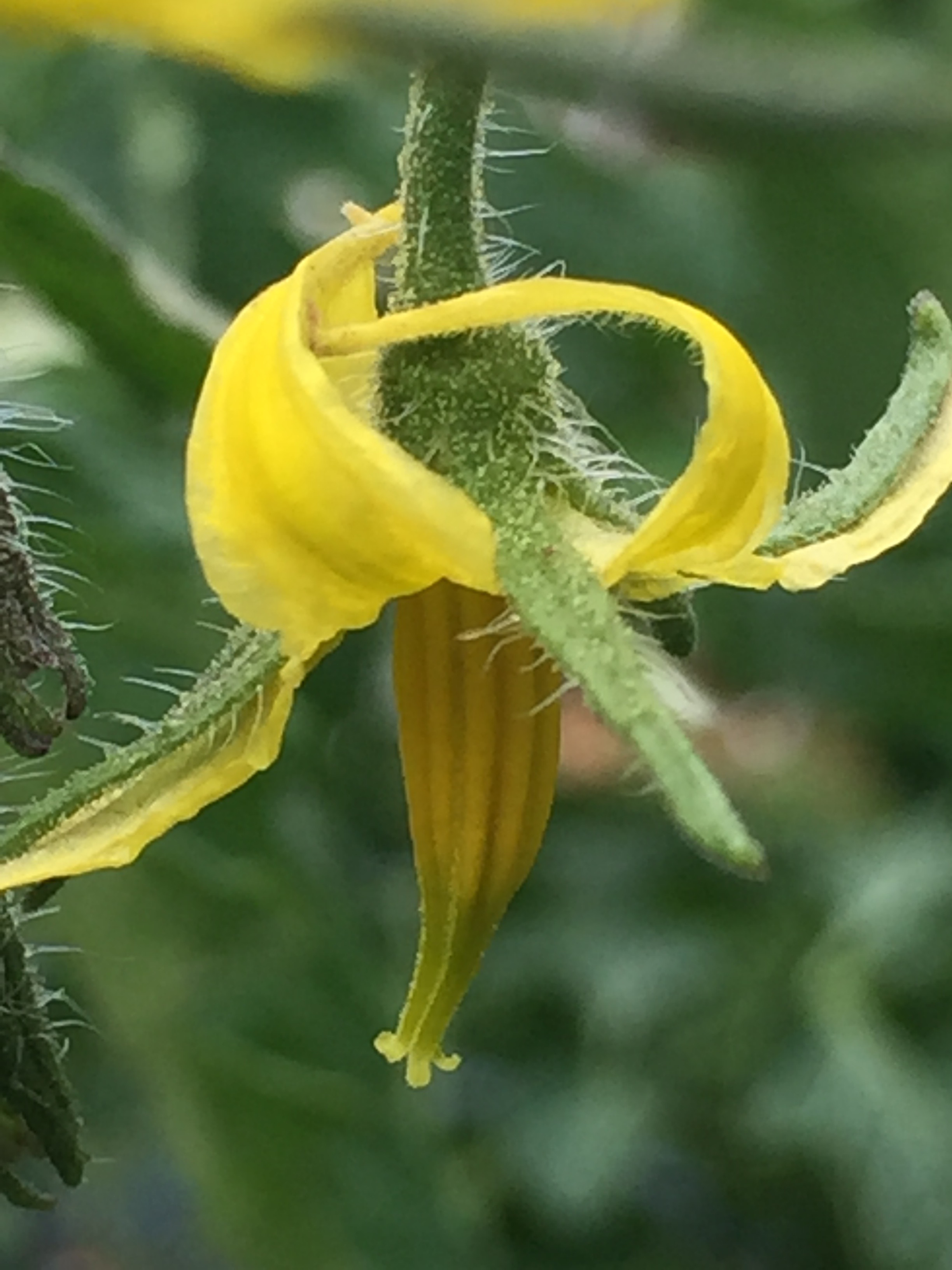Tomato