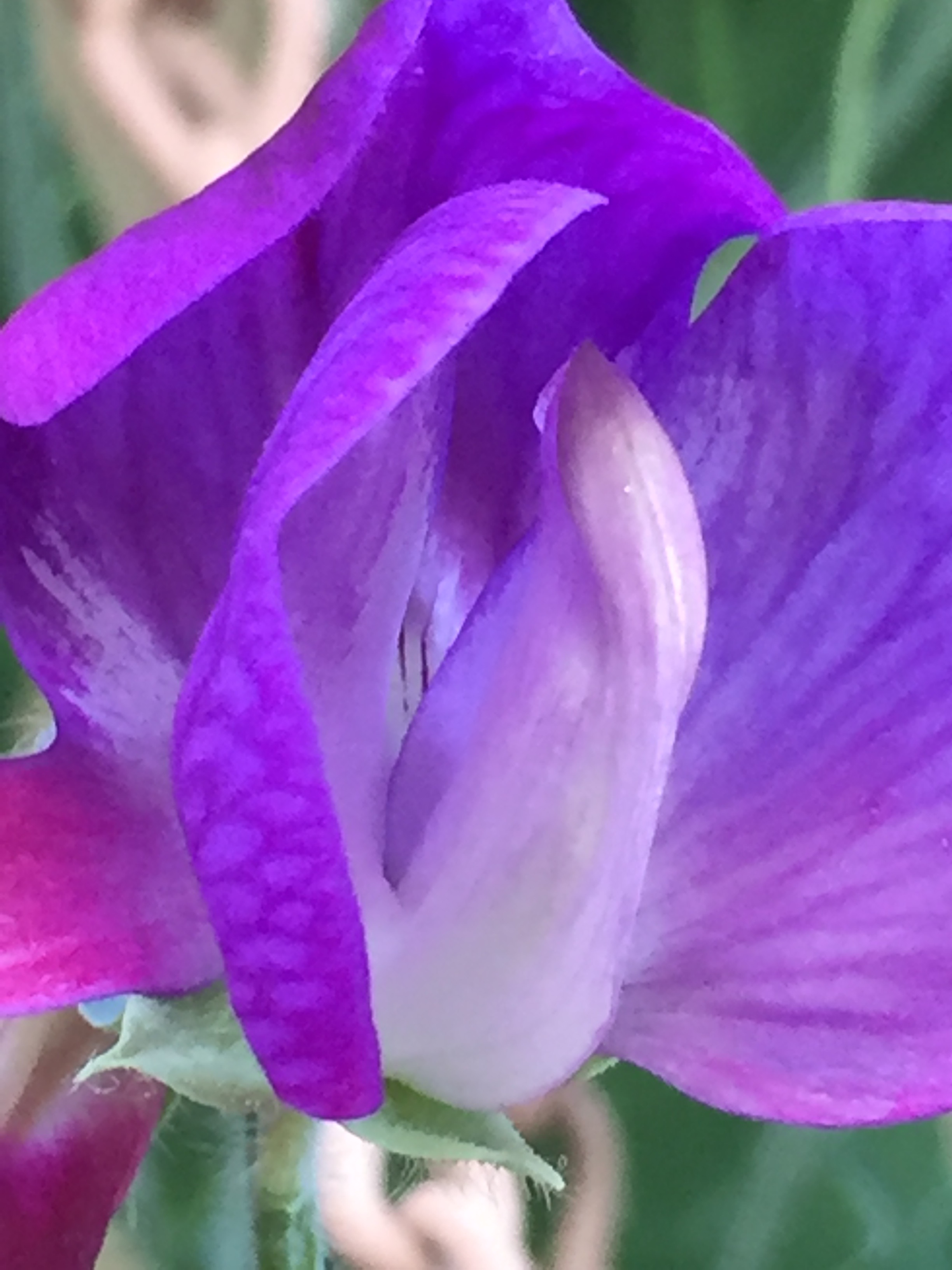 Sweet Pea