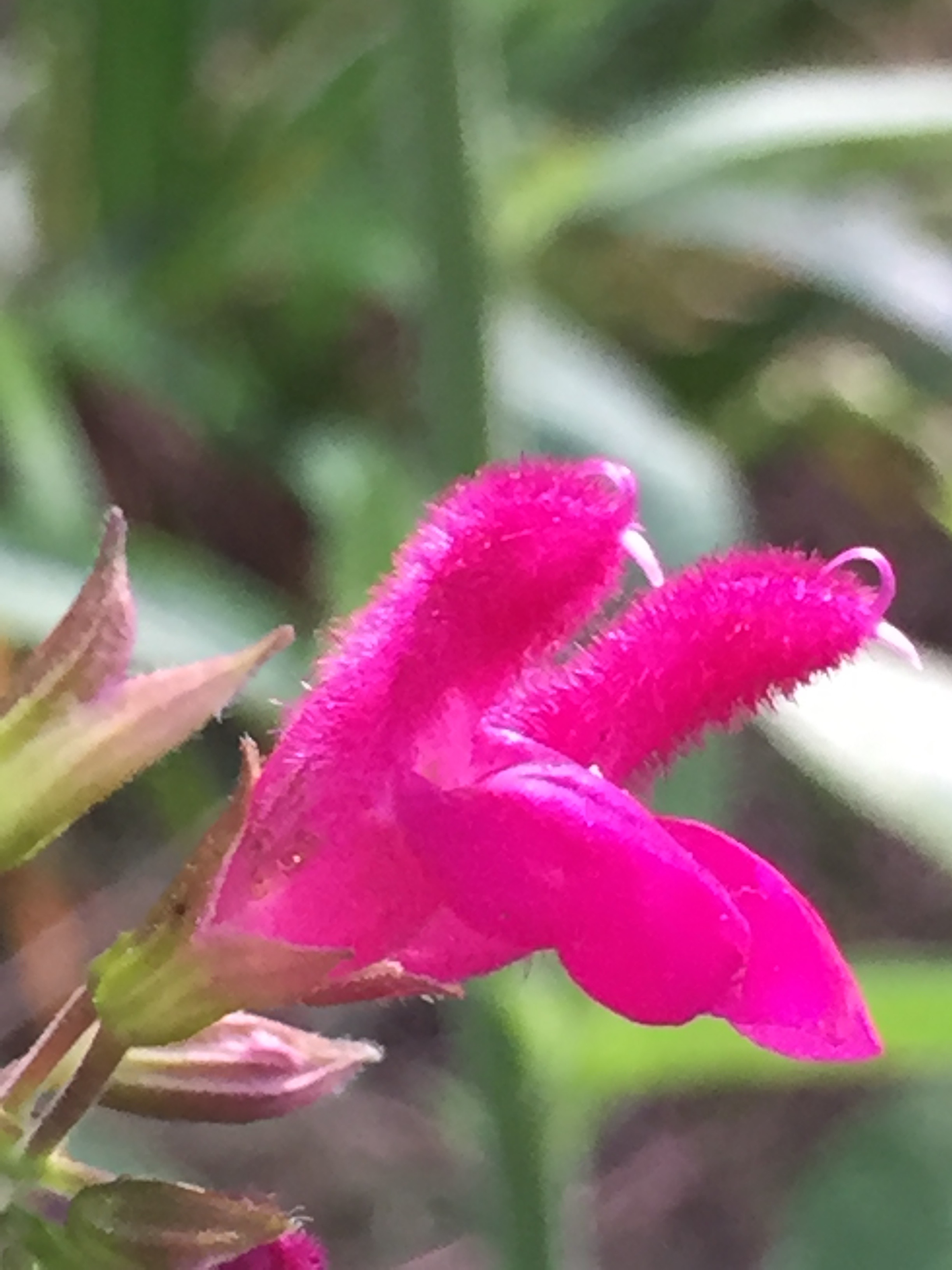 Salvia microphylla 'pink'