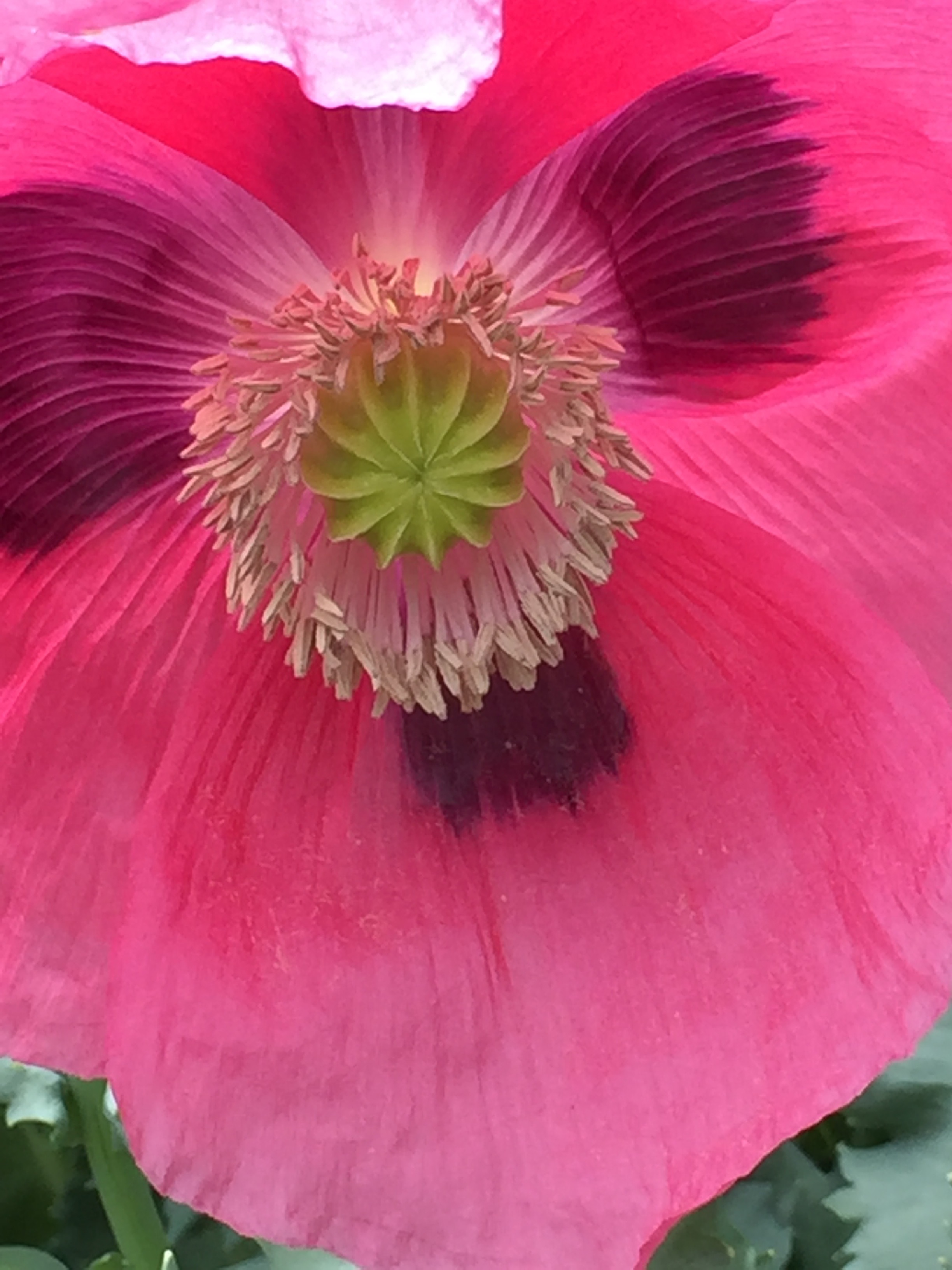 Poppy 'cupcake'