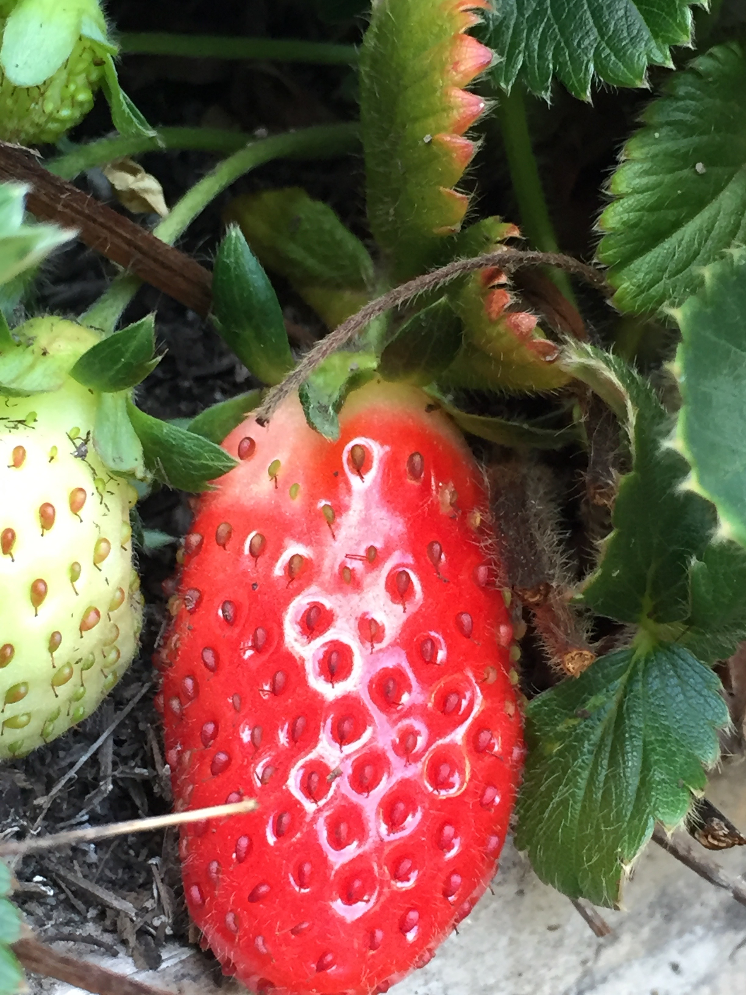 Strawberry