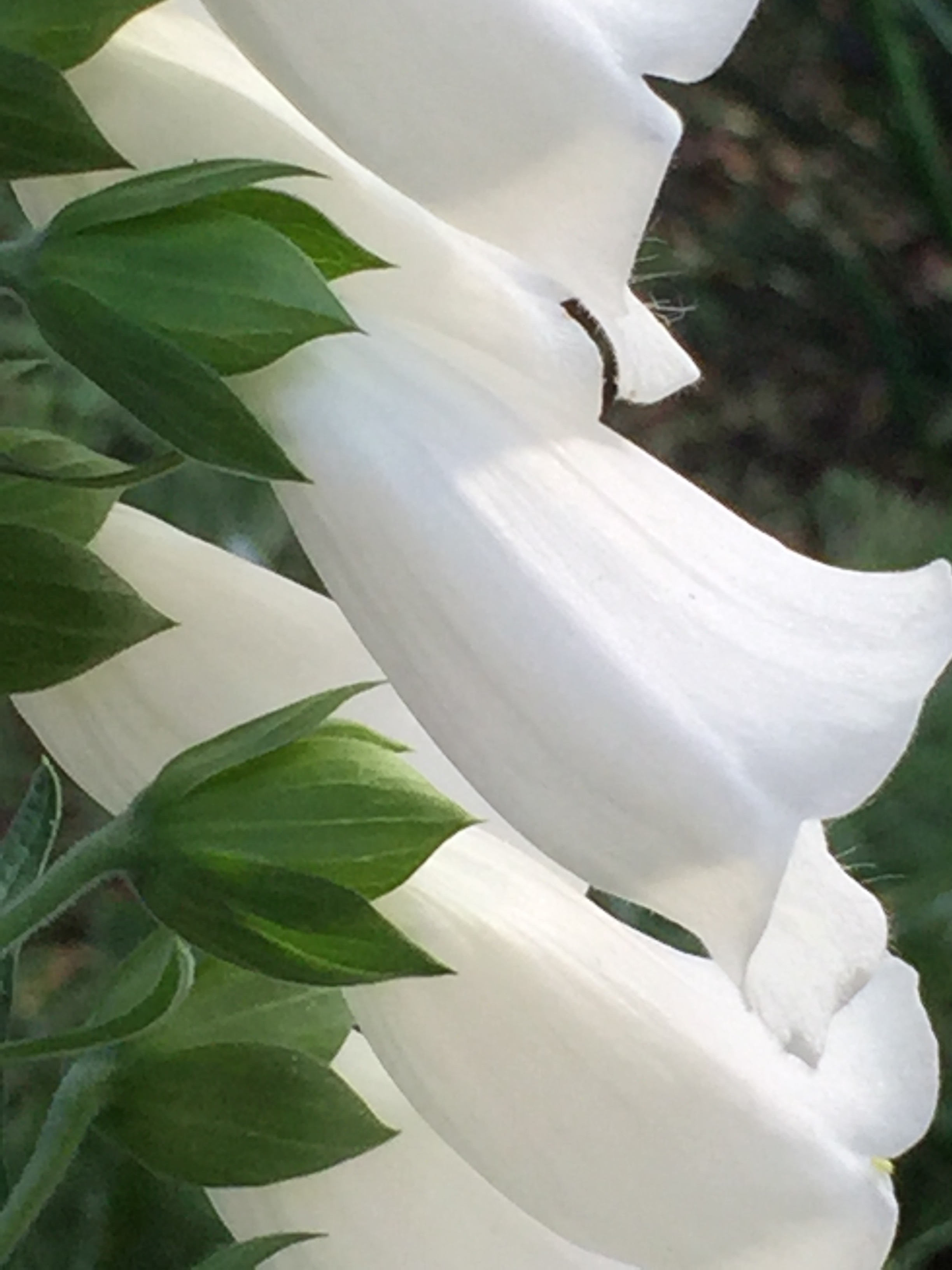 Digitalis purpurea 'snow thimble'