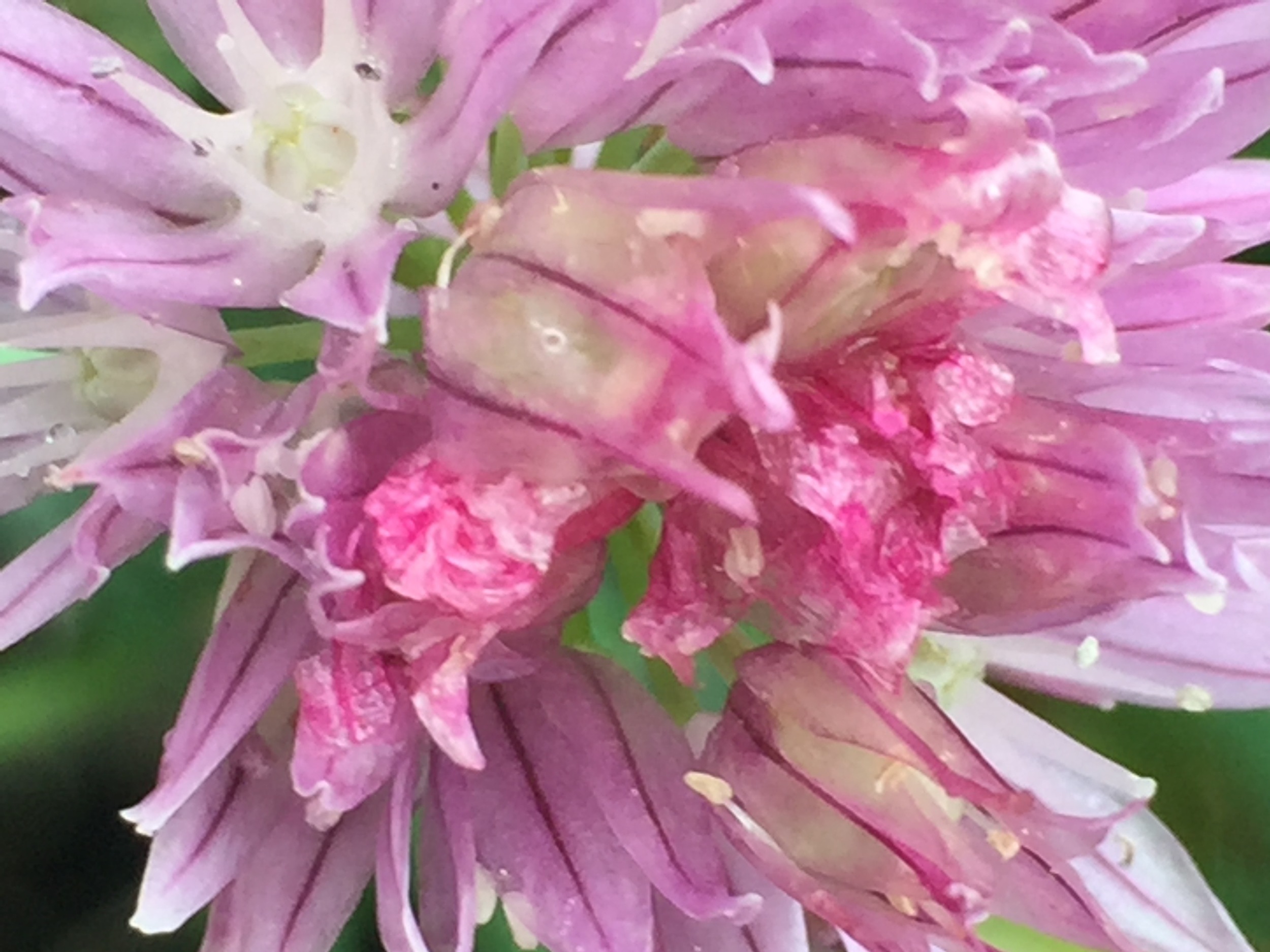 Chive blossoms