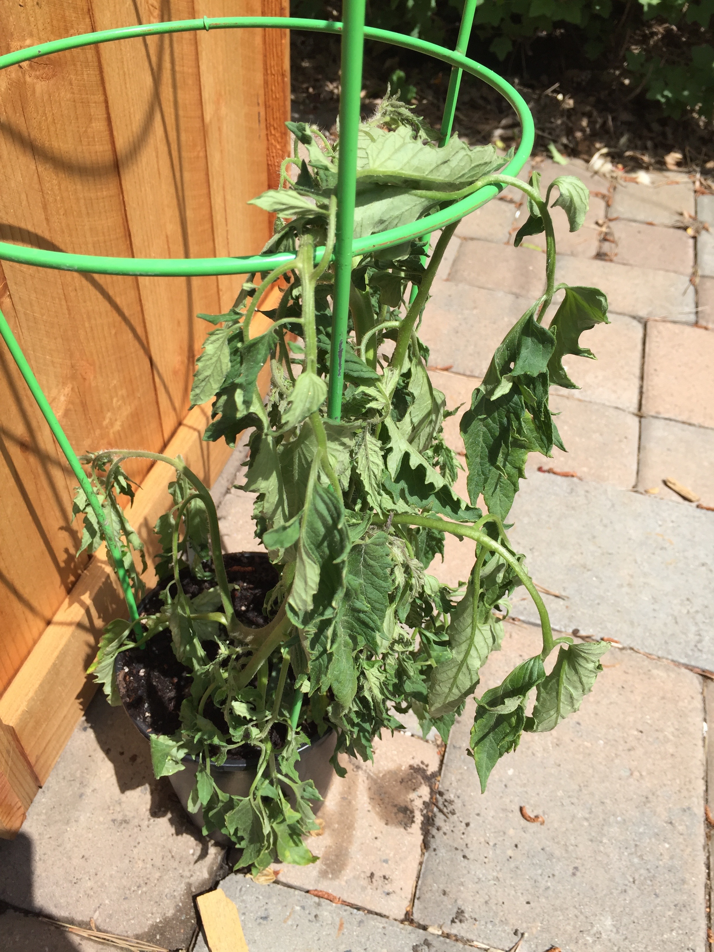 Tomato Planting Time — Poppy Corners Urban Farm